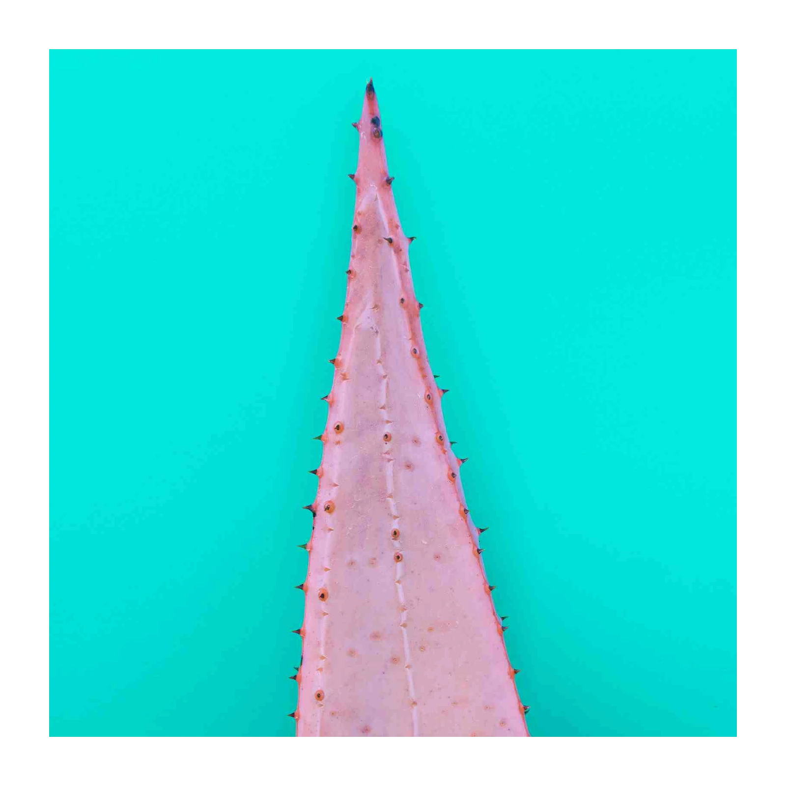 Soft Pink Aloe Vera Plant Wall Art