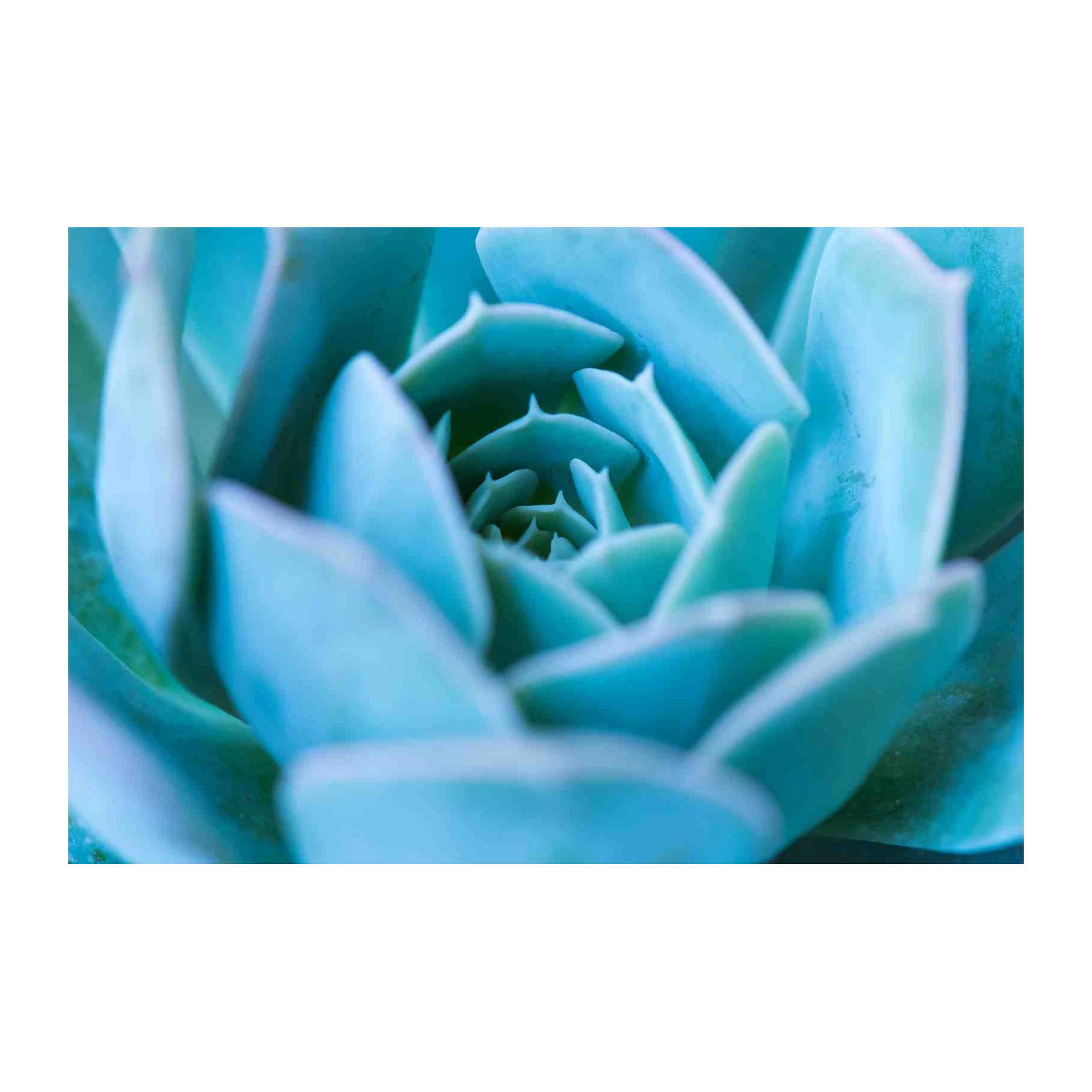 Serene Teal Succulent Abstract Wall Art