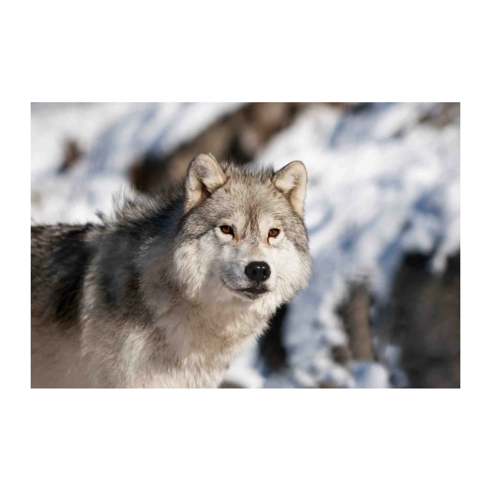 Majestic Wolf Gaze Winter Wildlife Wall Art