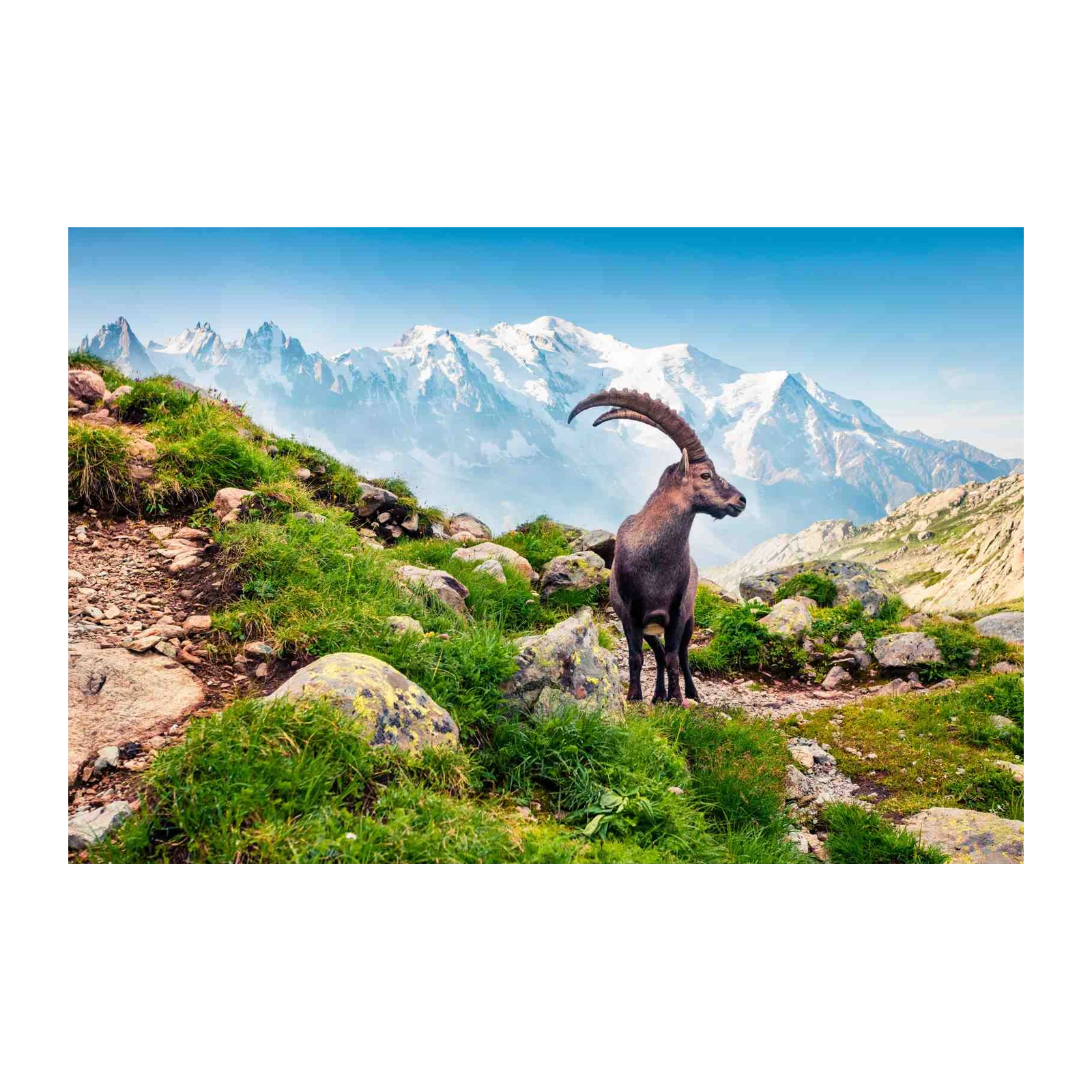 Majestic Alpine Ibex Mountain Wall Art