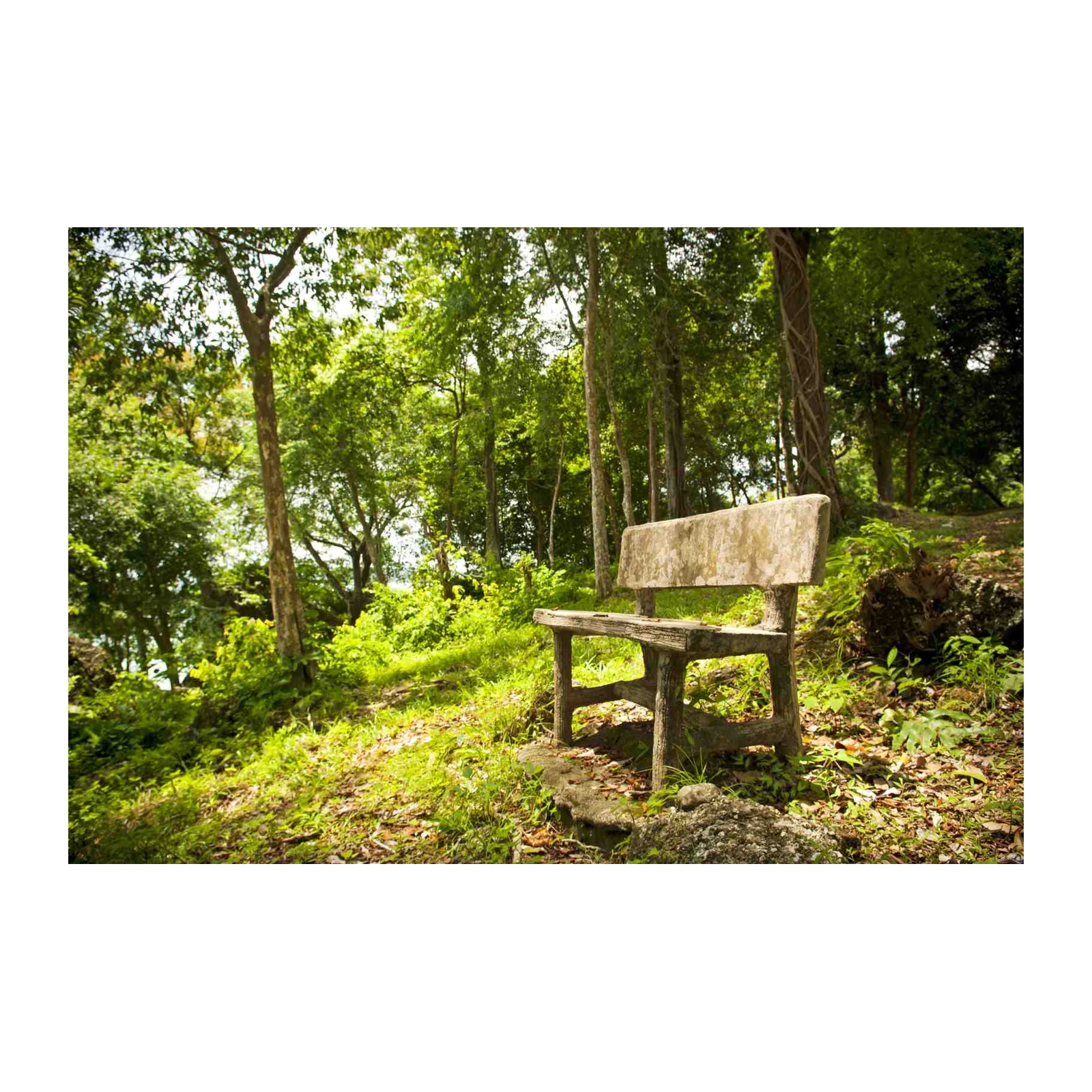 Tranquil Forest Bench Serenity Wall Art
