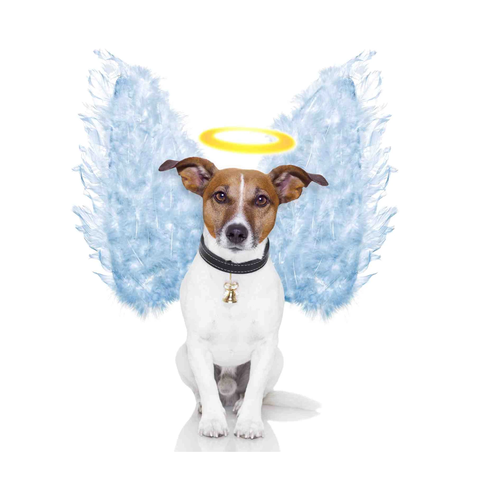 Cute Angel Dog Portrait Wall Art