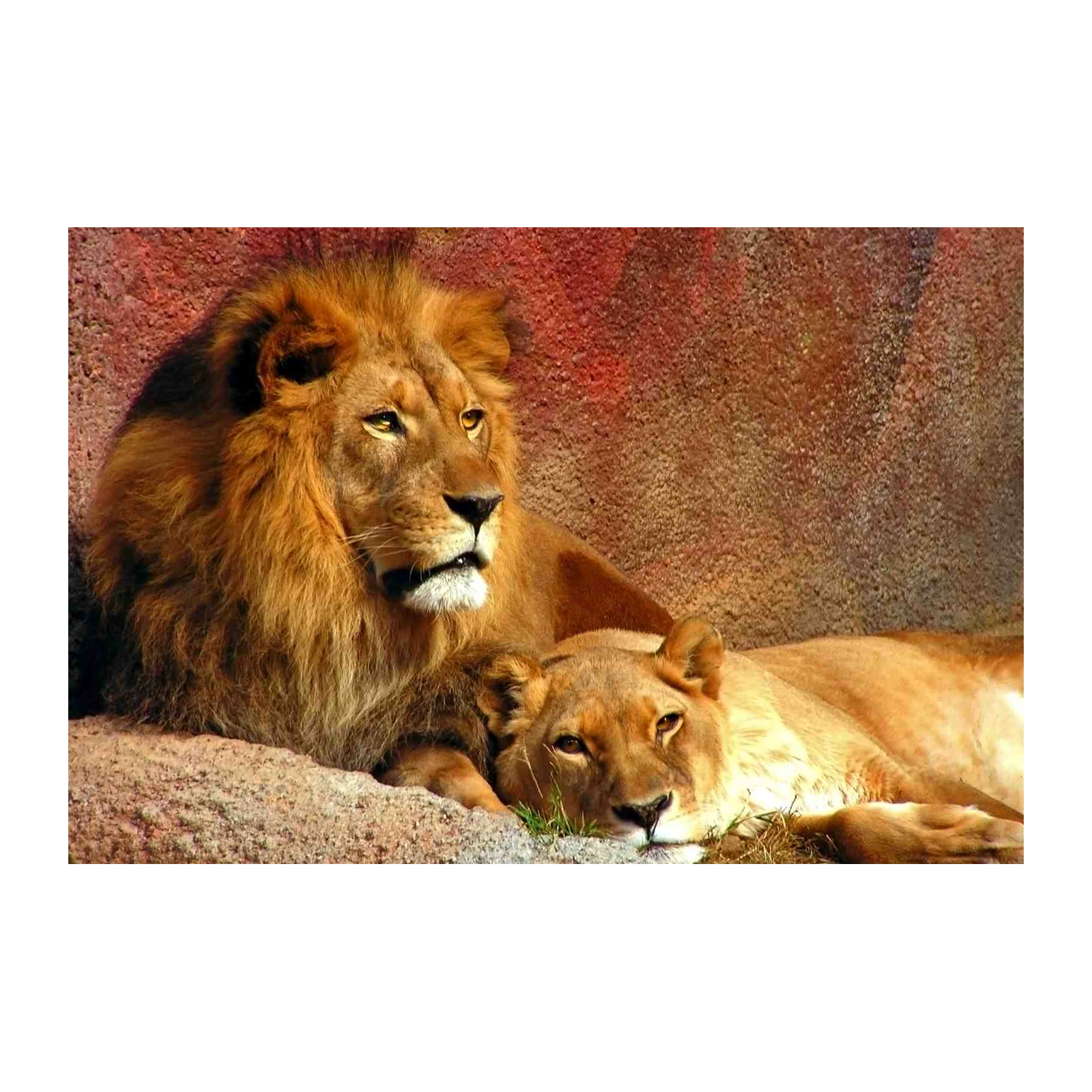Majestic Lion Couple Wildlife Wall Art
