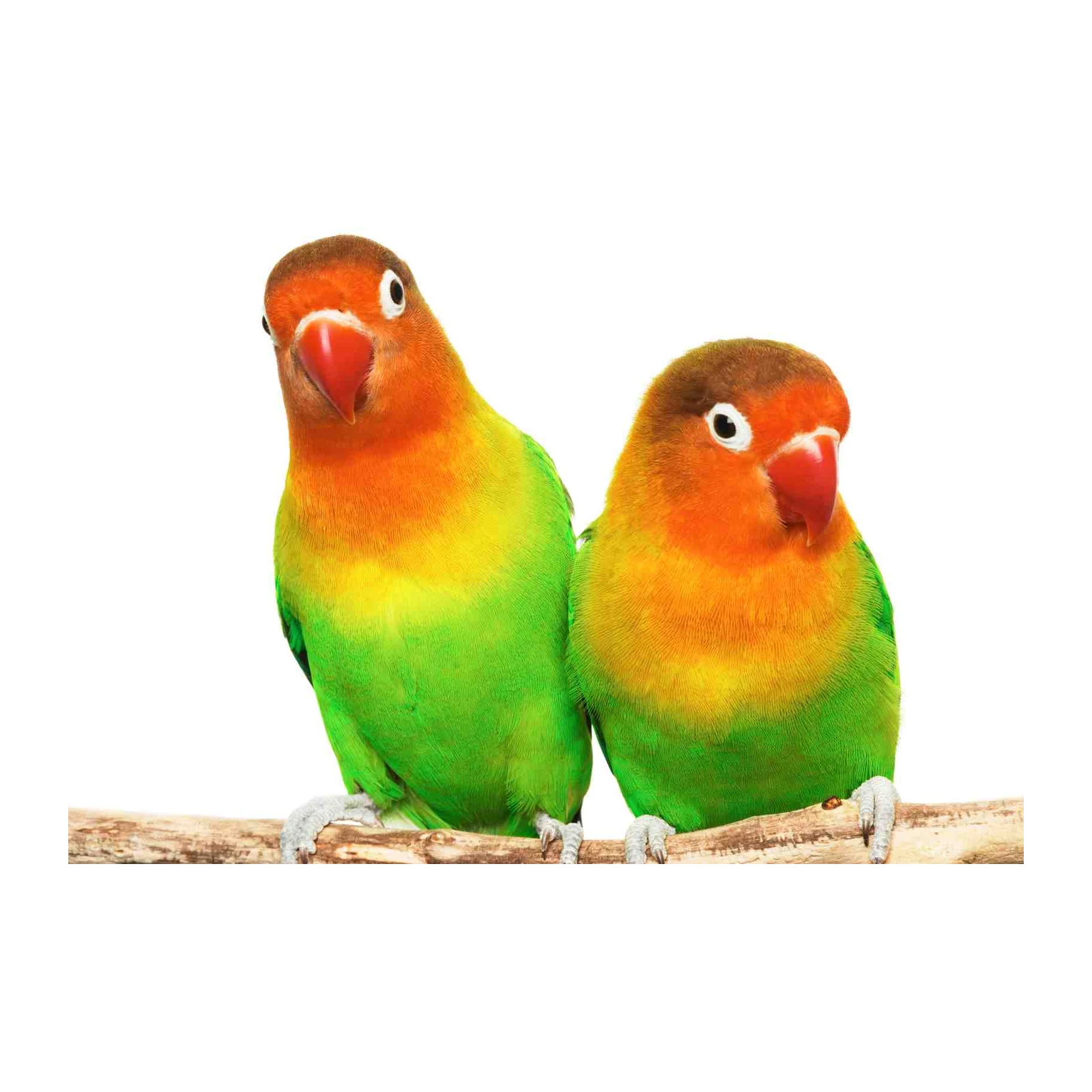 Charming Lovebird Pair Tropical Bird Wall Art