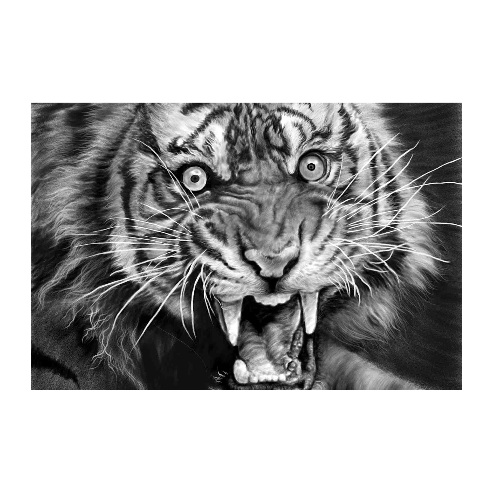 Majestic Roaring Tiger Charcoal Art Wall Art