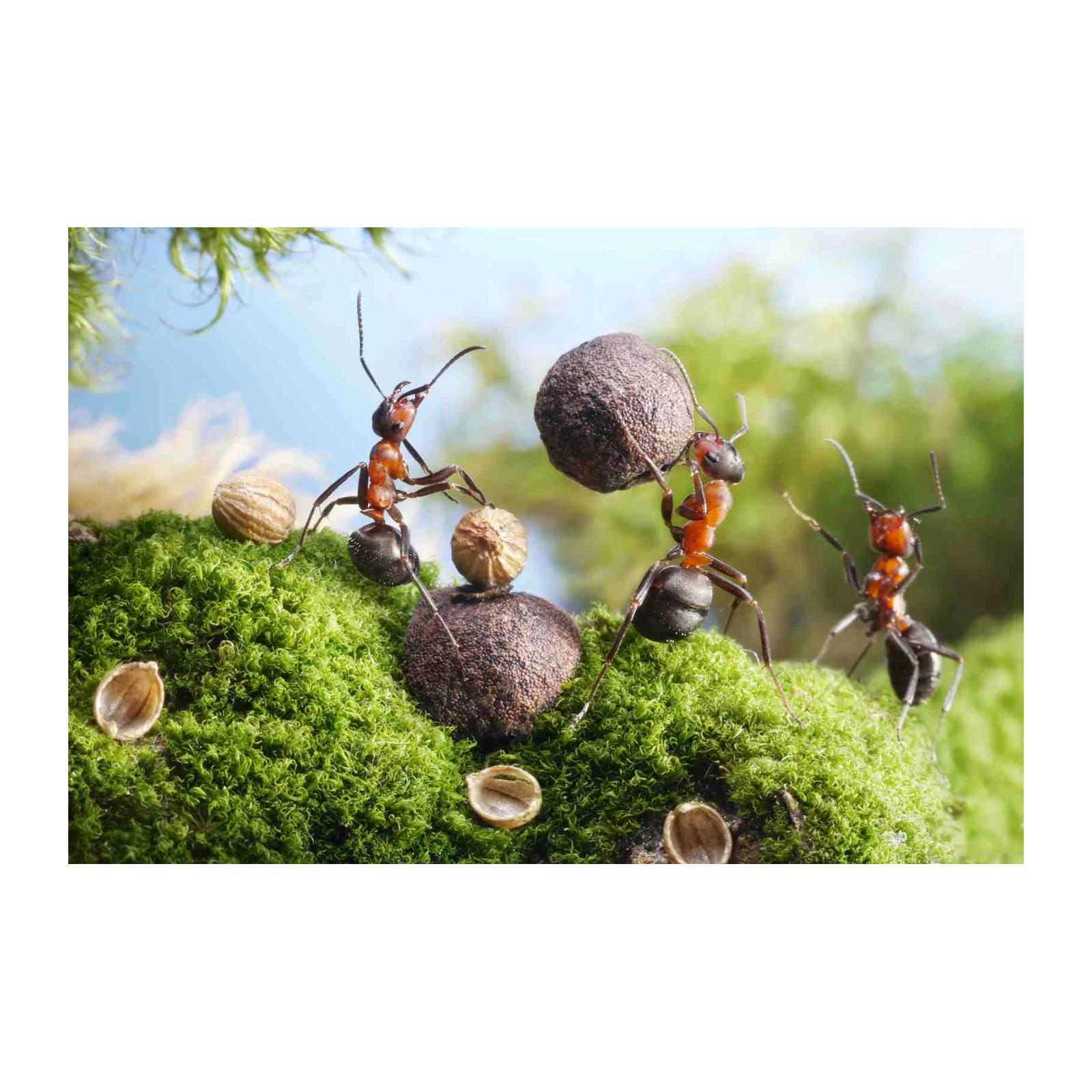 Teamwork Ants Nature Macro Wall Art