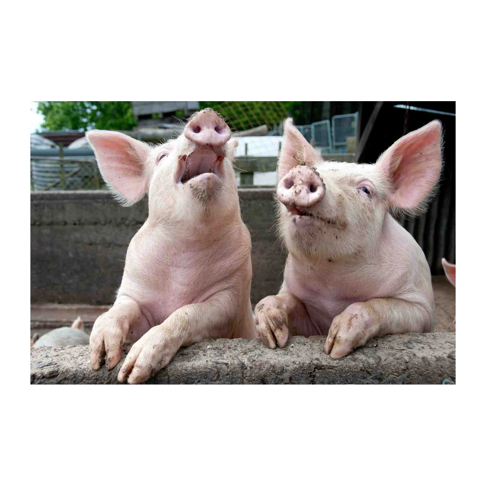 Playful Piglets Joyful Farm Animal Wall Art