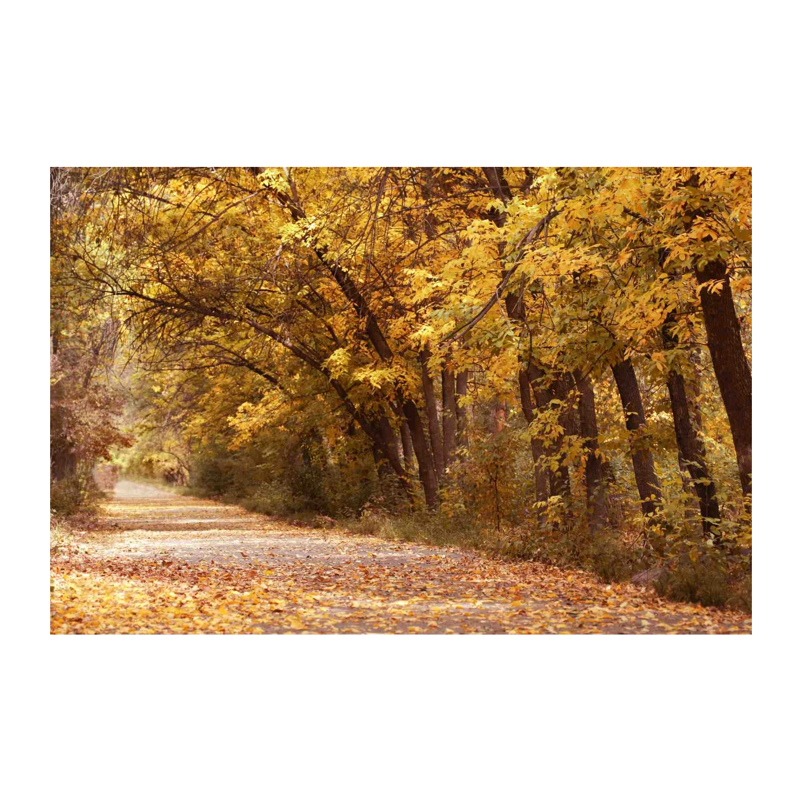 Golden Autumn Path Wall Art