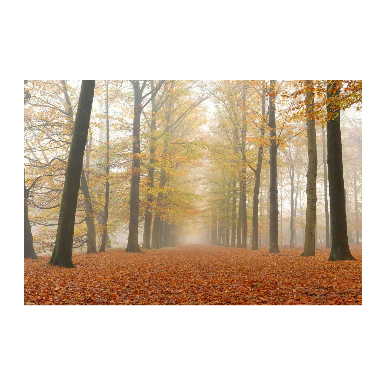 Misty Autumn Forest Path Wall Art