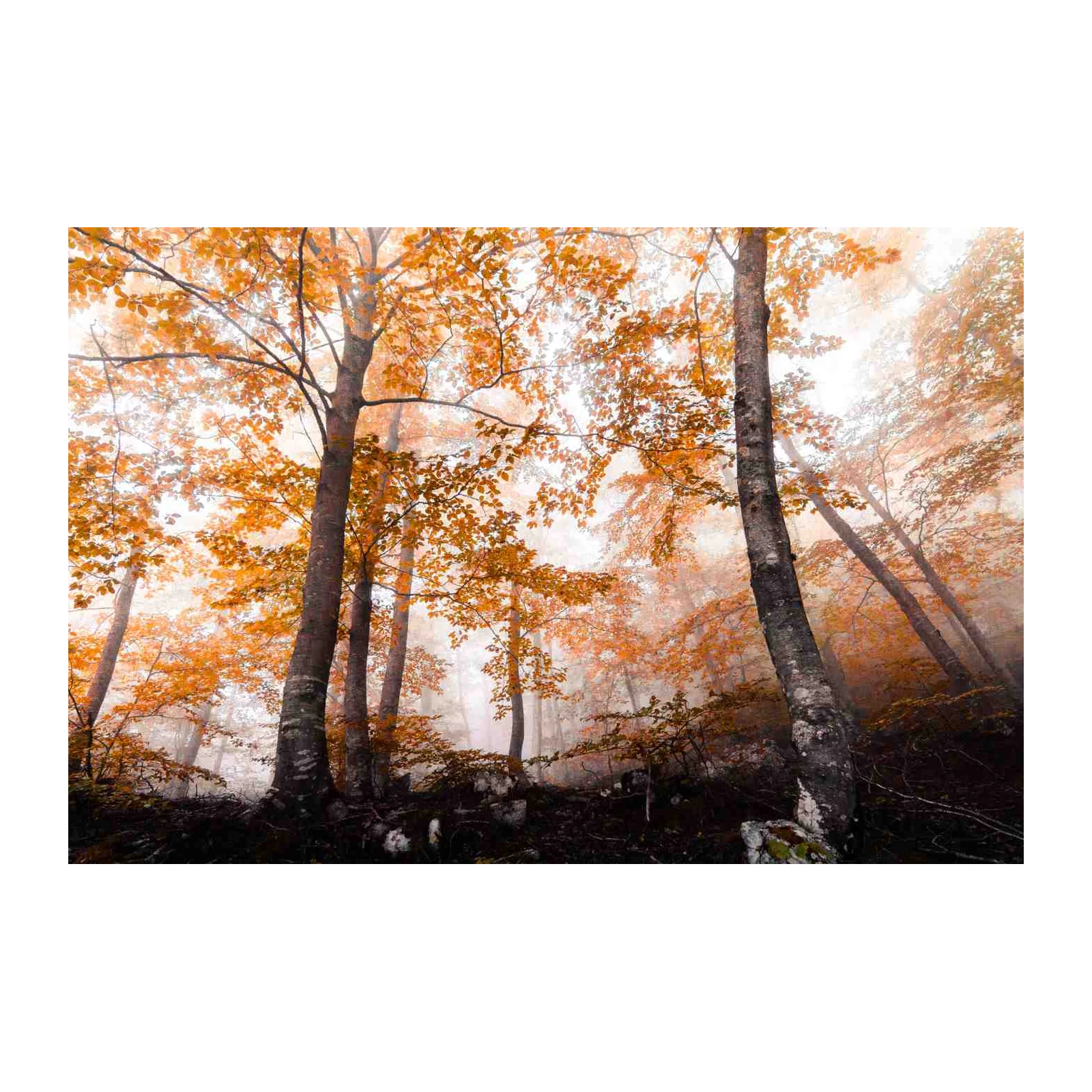 Misty Autumn Forest Fall Foliage Wall Art