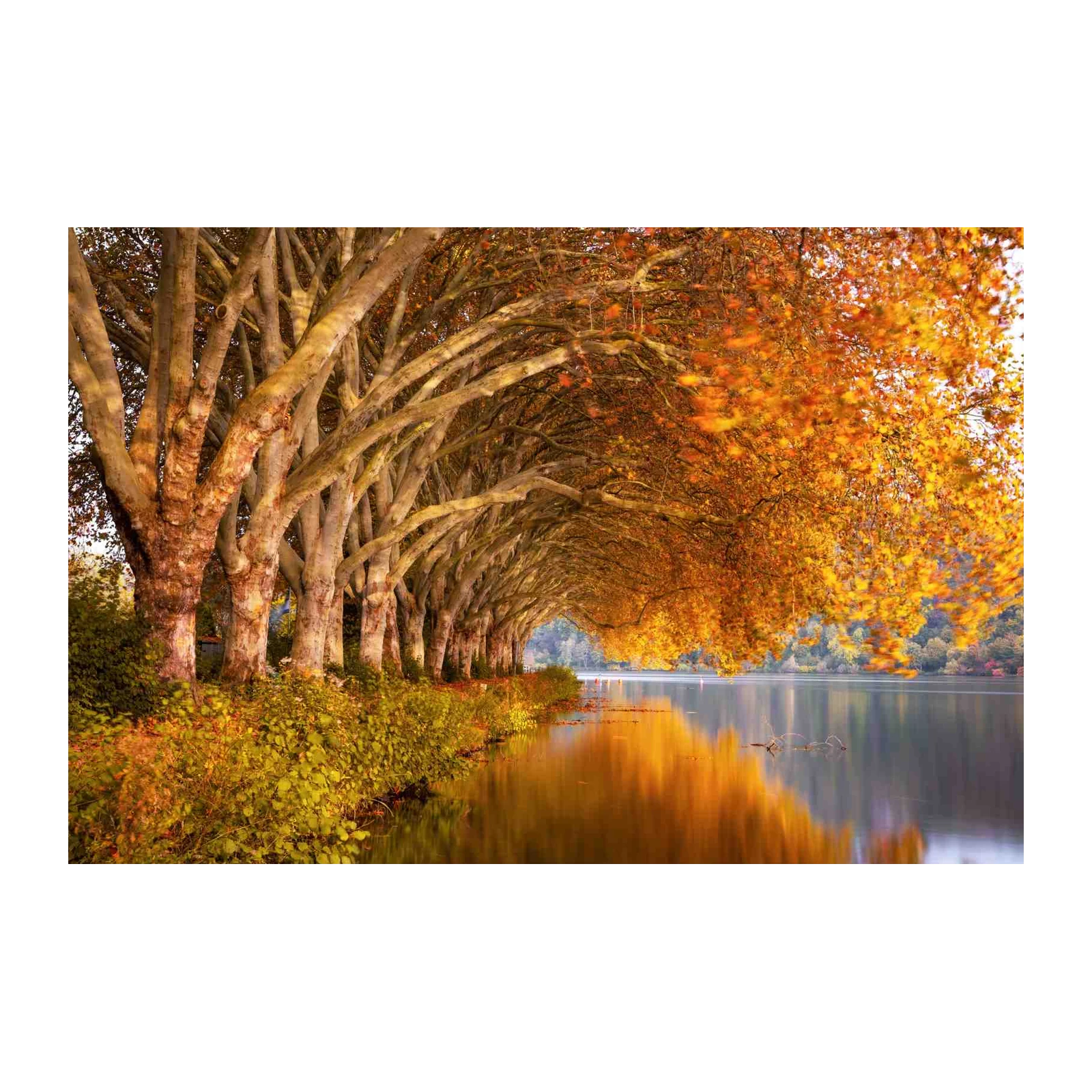 Autumn Tree Tunnel Lake Wall Art