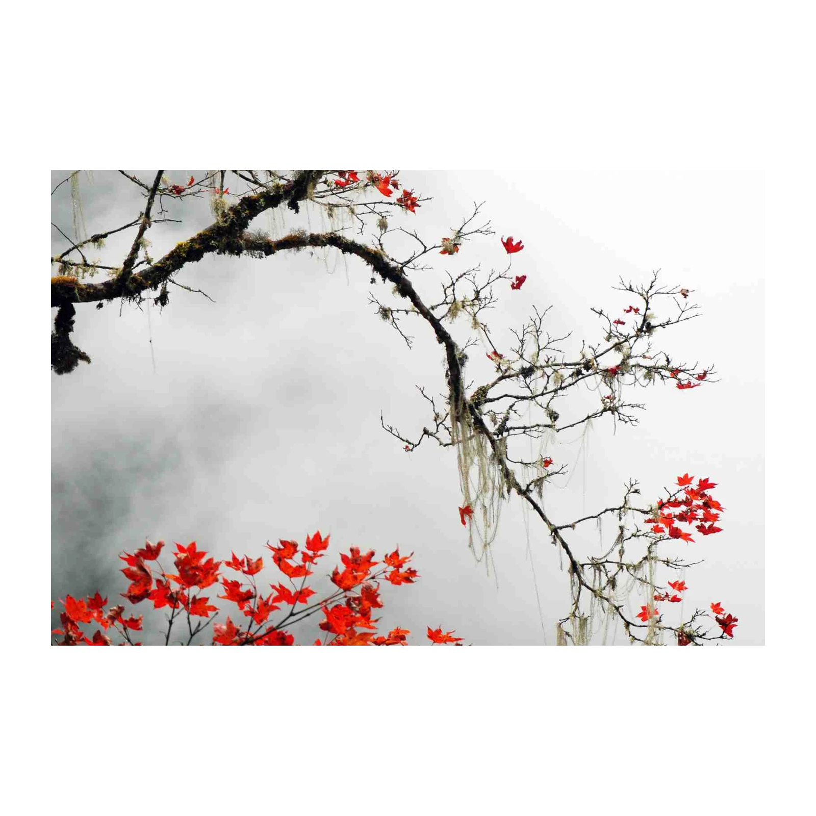 Vibrant Red Maple Autumn Branches Wall Art