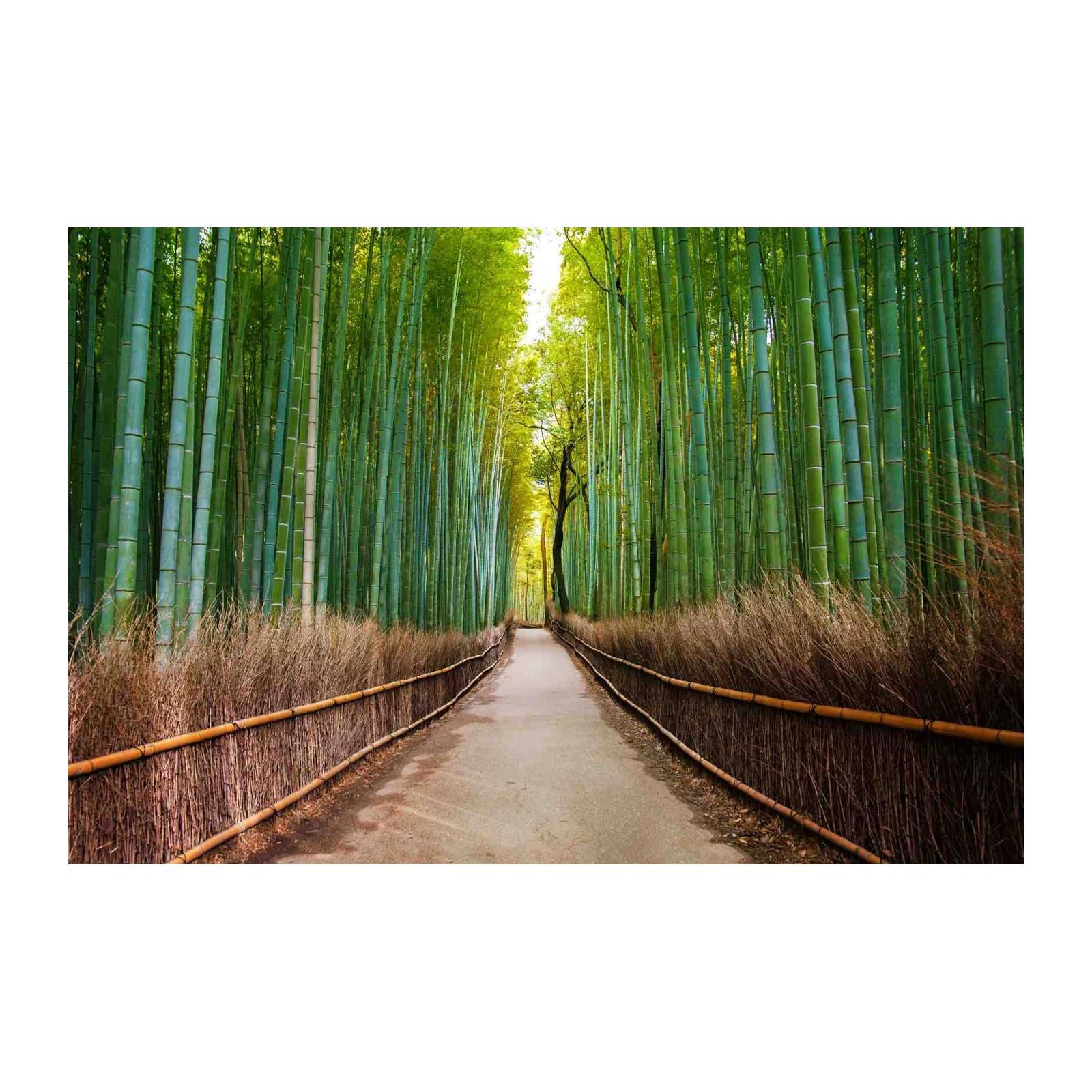 Serene Bamboo Path Wall Art