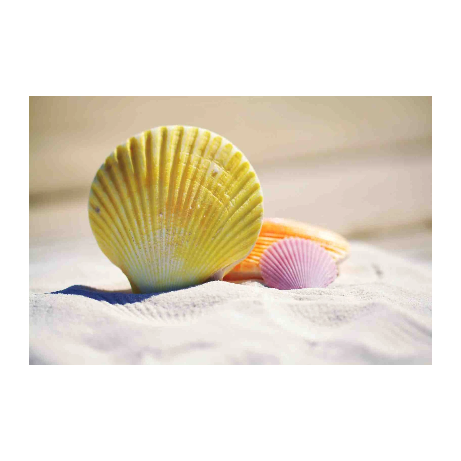 Serene Seashell Trio Beach Wall Art Wall Art