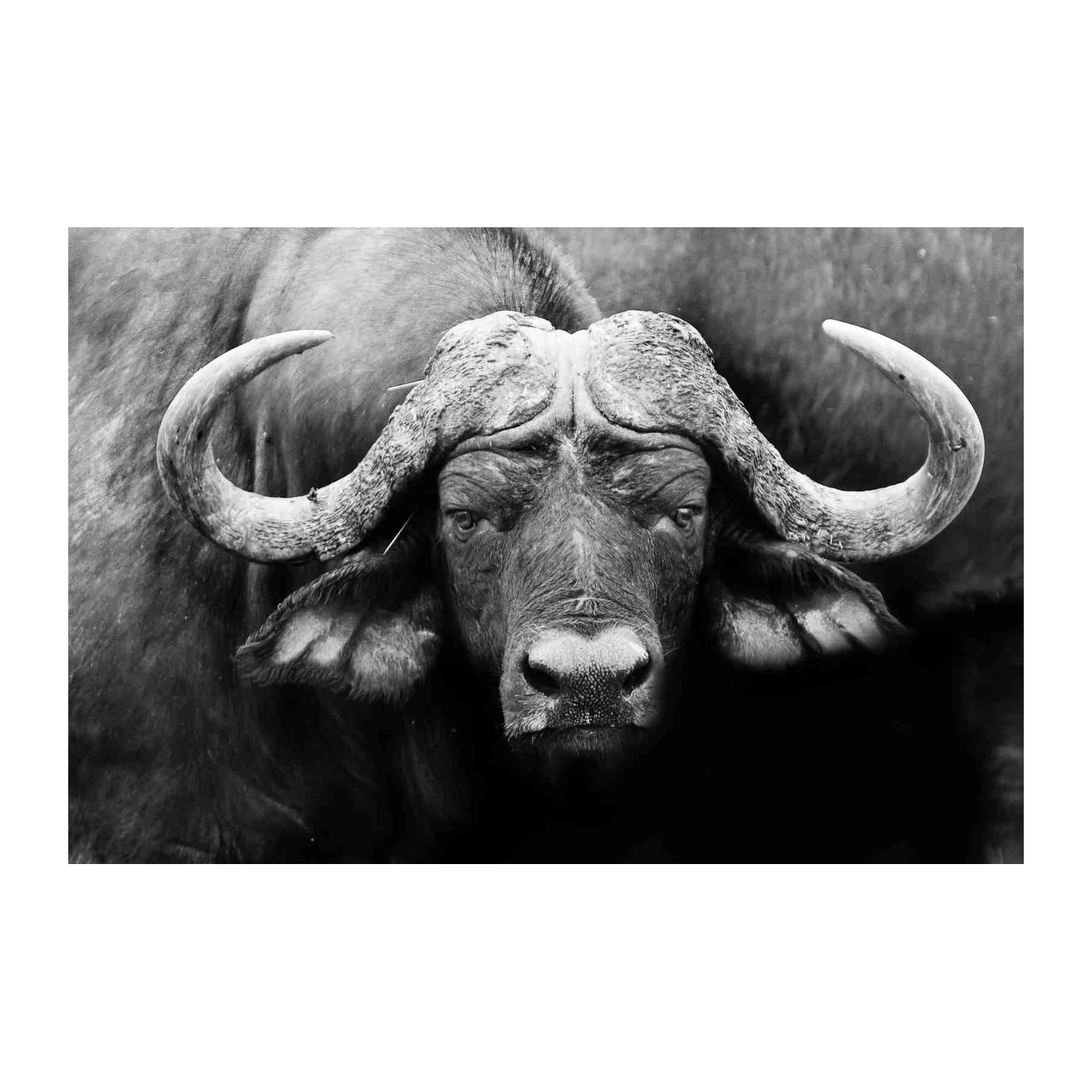 Majestic African Buffalo Portrait Wall Art