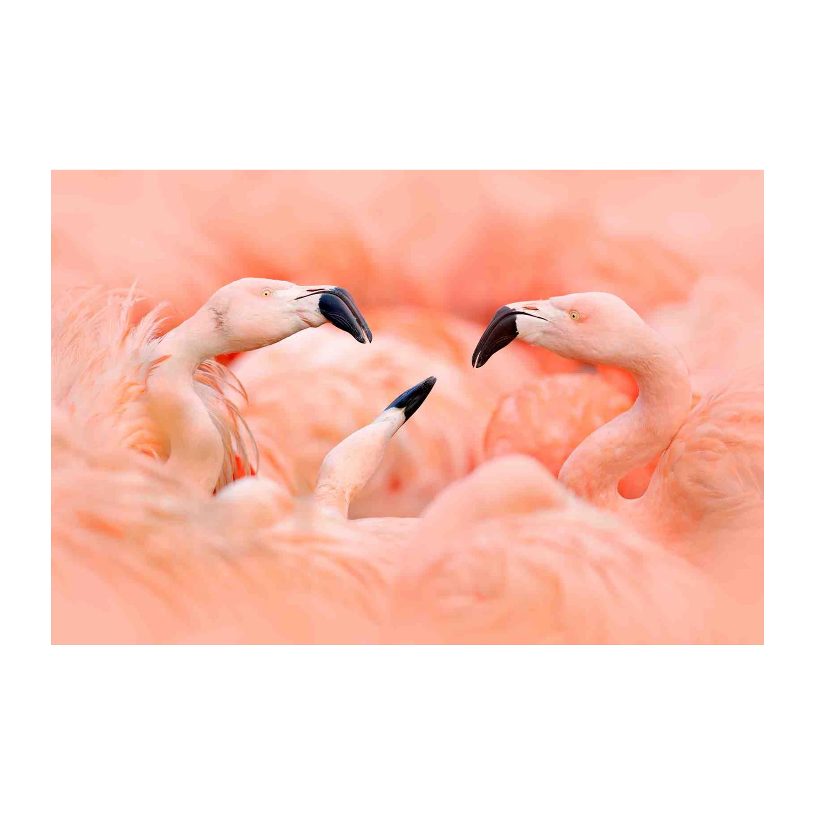 Pink Flamingo Flock Wall Art
