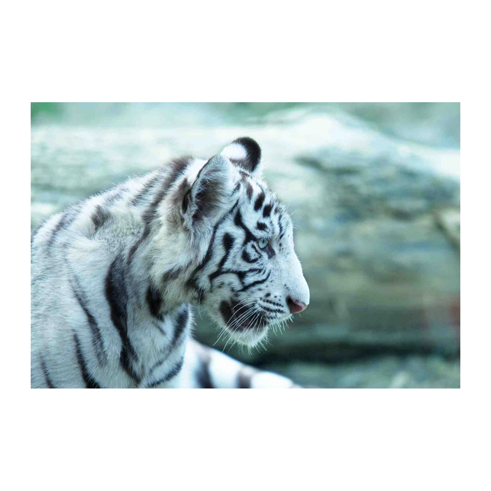 Majestic White Tiger Profile Wall Art