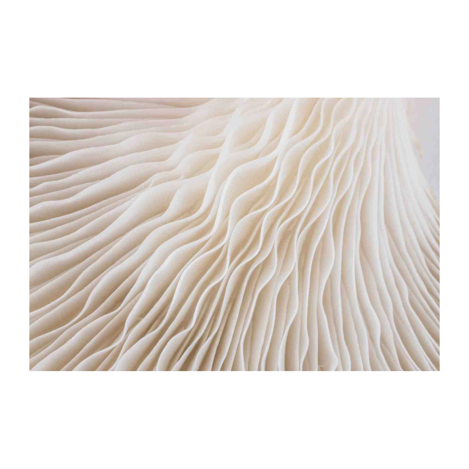 Nature's Art: Creamy Mushroom Gills Wall Art