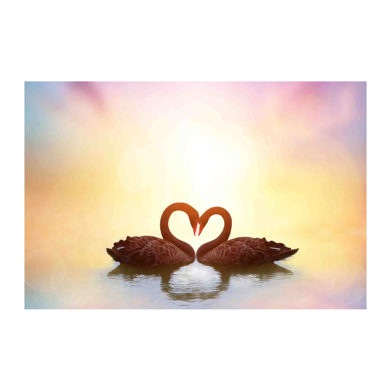 Romantic Black Swans Heart Wall Art