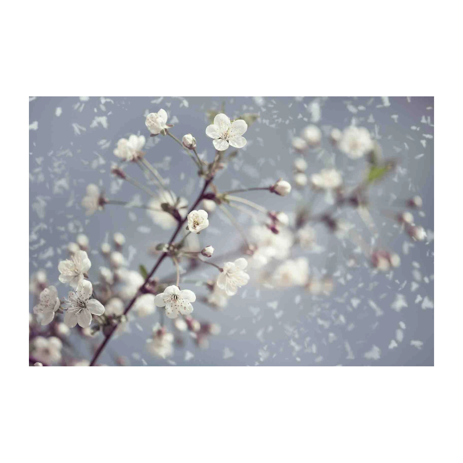 Delicate Blossom Dream White Flower Wall Art