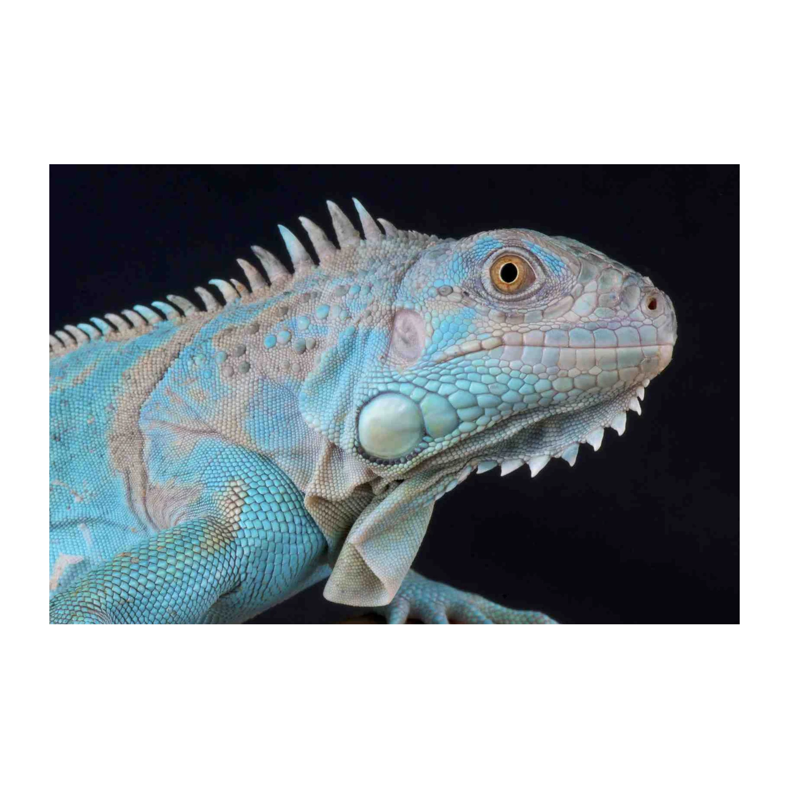 Vibrant Blue Iguana Close-Up Wall Art