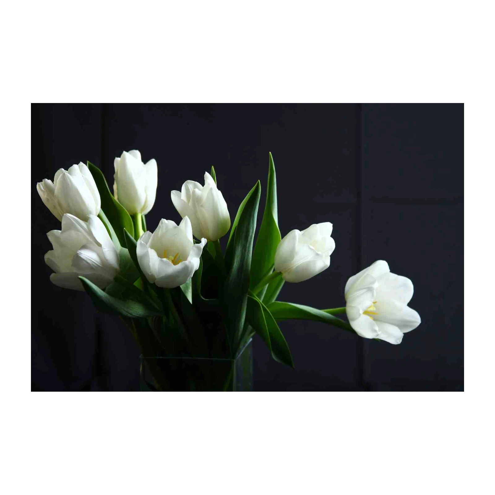 Elegant White Tulips Nature Wall Art