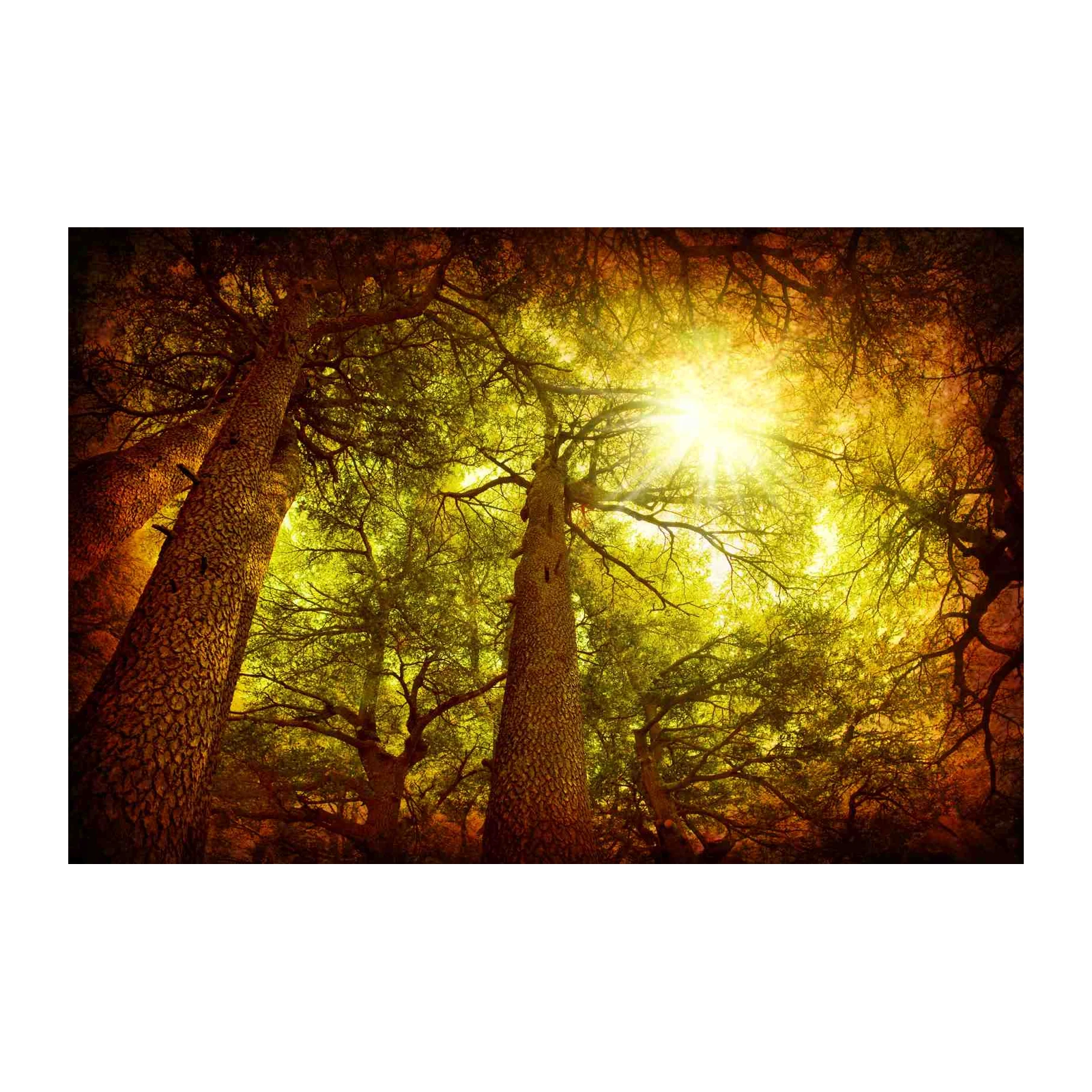 Sun-Drenched Forest Canopy Wall Art