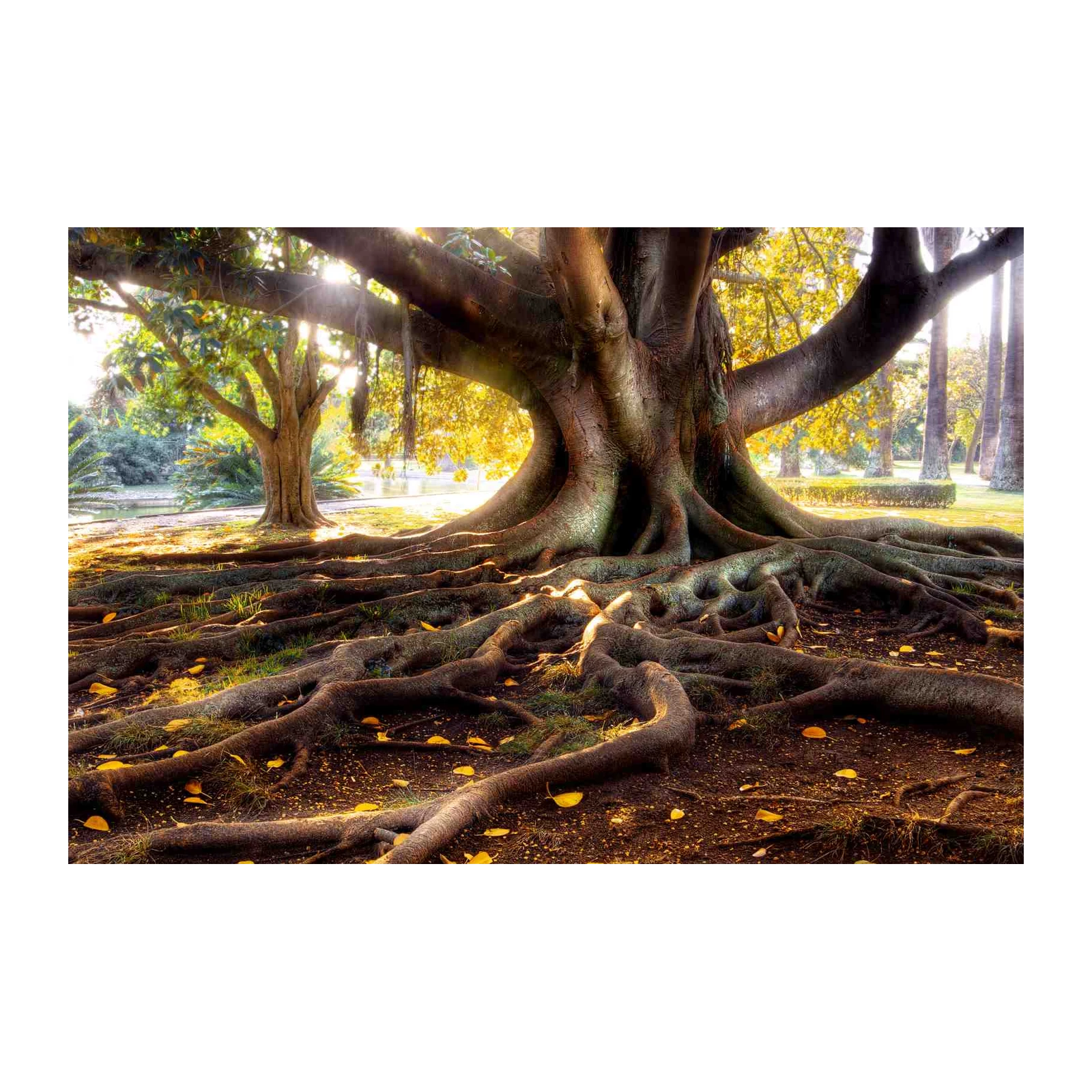 Majestic Tree Roots Wall Art for Nature Lovers