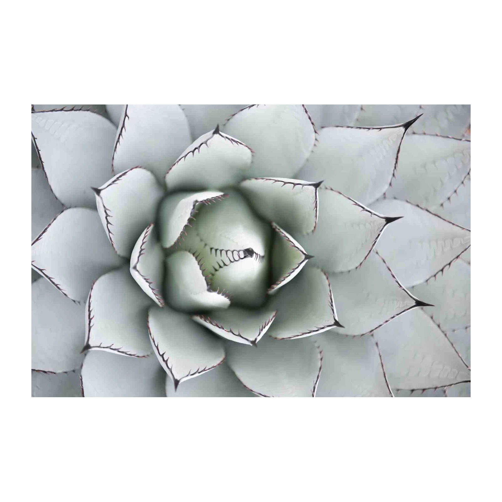 Agave Desert Bloom Abstract Wall Art