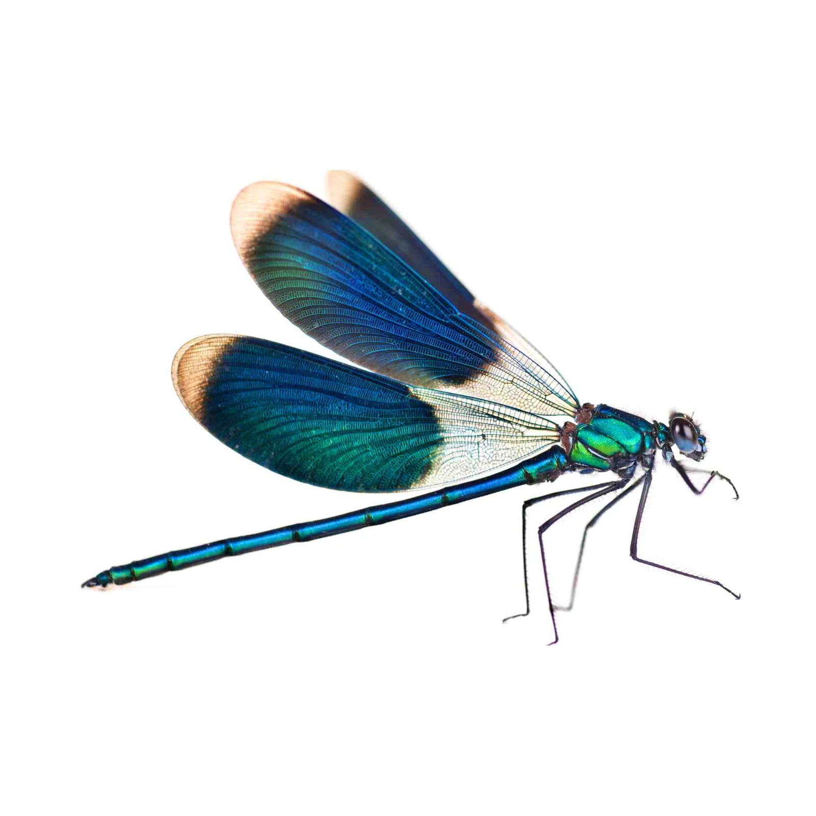 Vibrant Blue Dragonfly Nature Wall Art