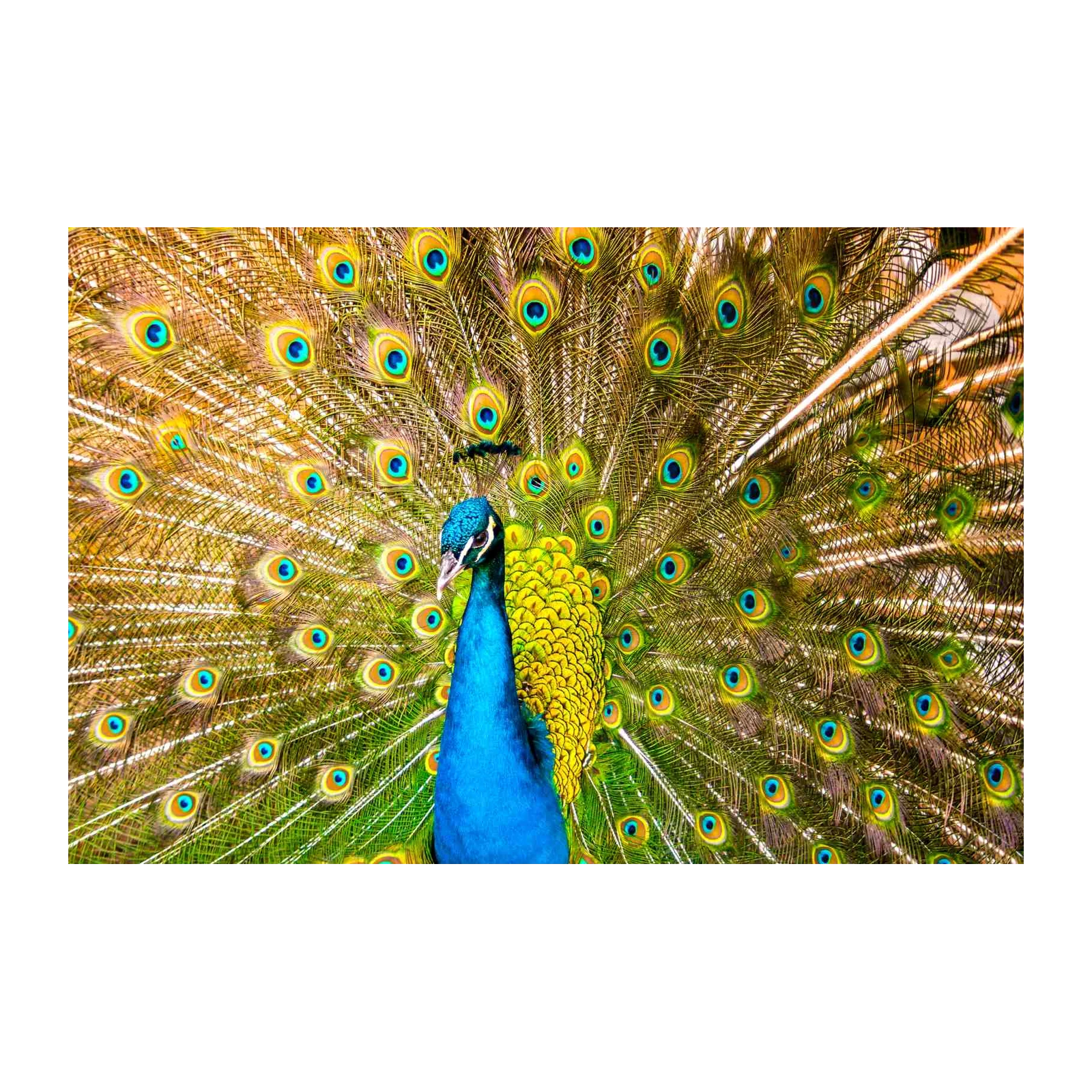 Majestic Peacock Display Wall Art