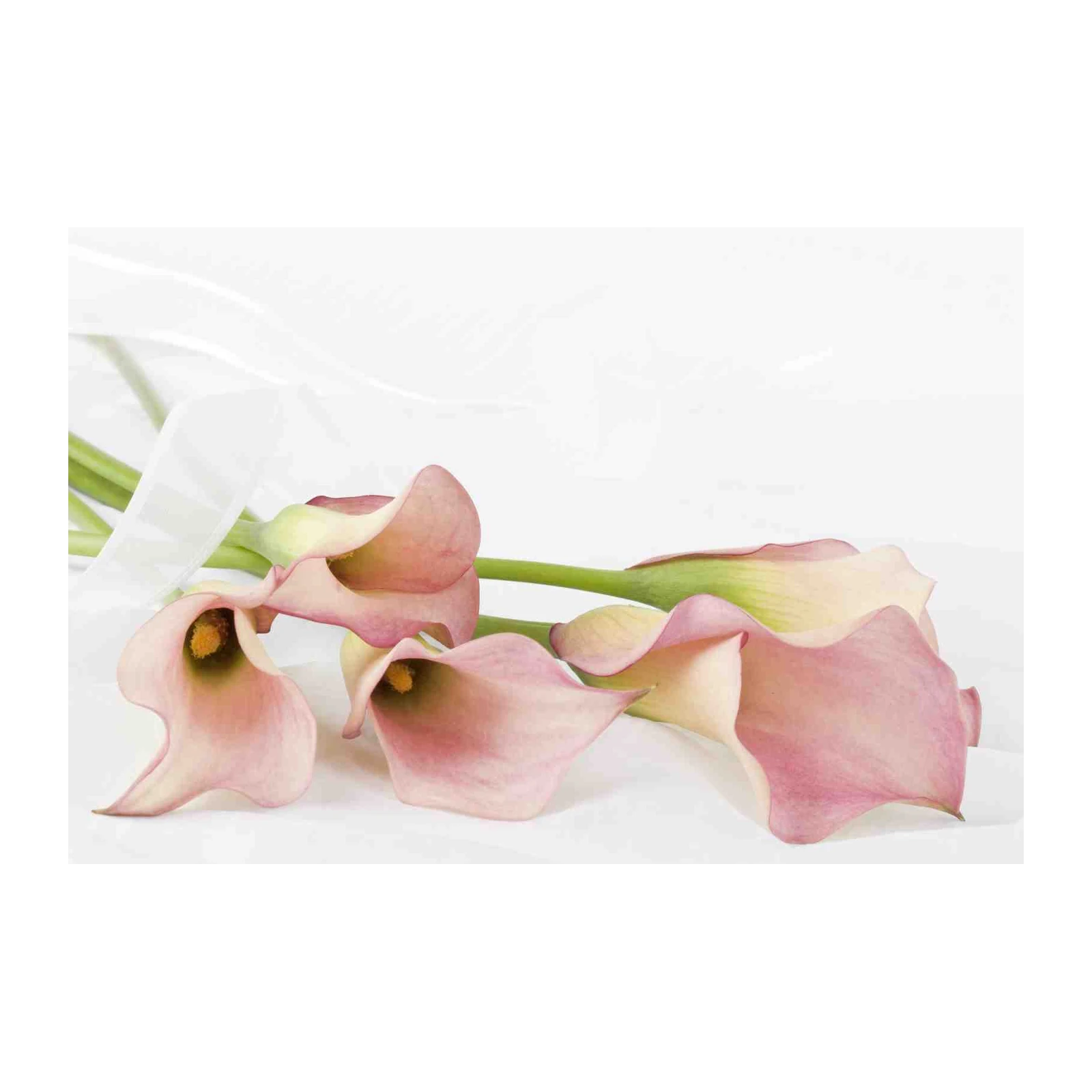 Elegant Pink Calla Lilies Floral Wall Art
