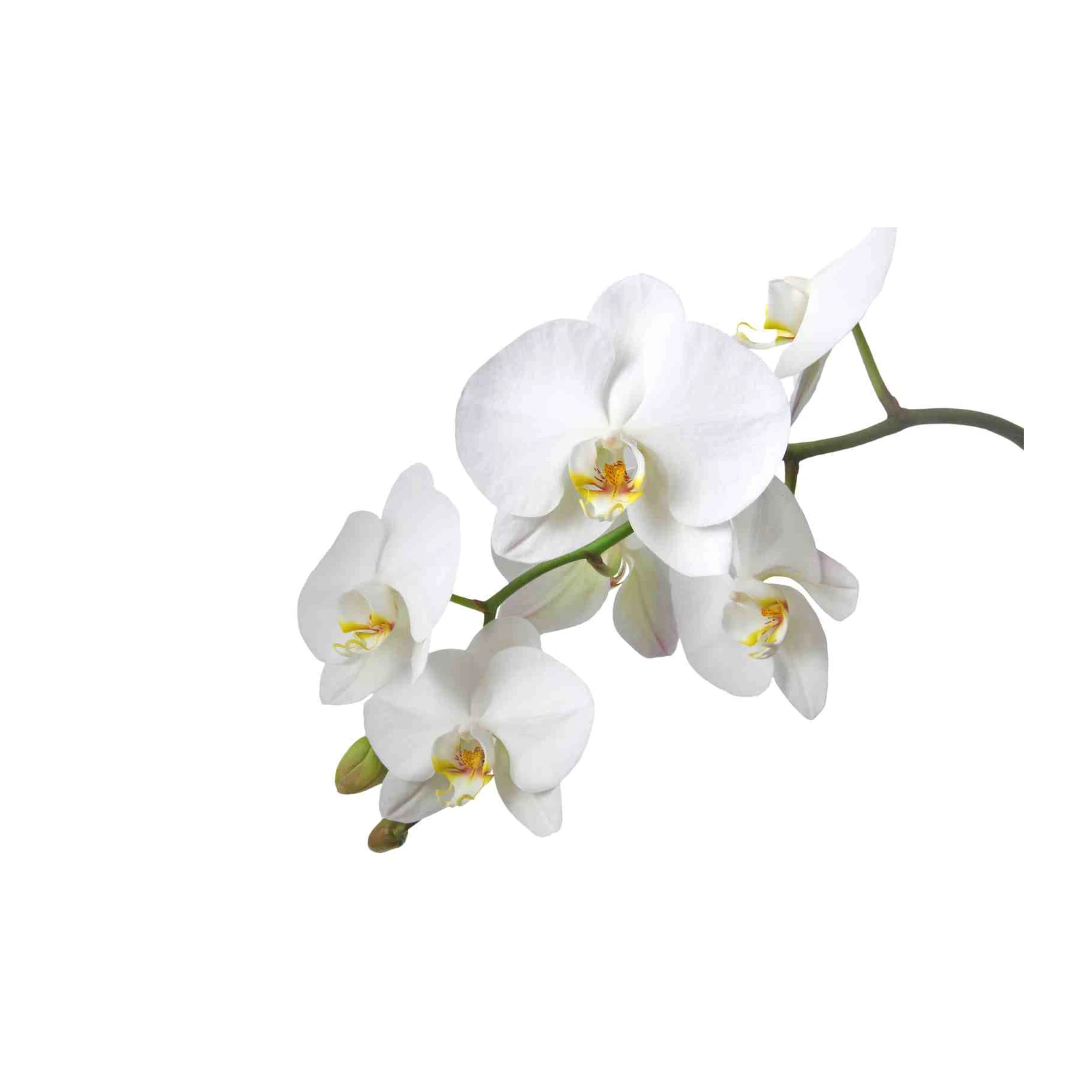 Elegant White Orchid Bloom Wall Art