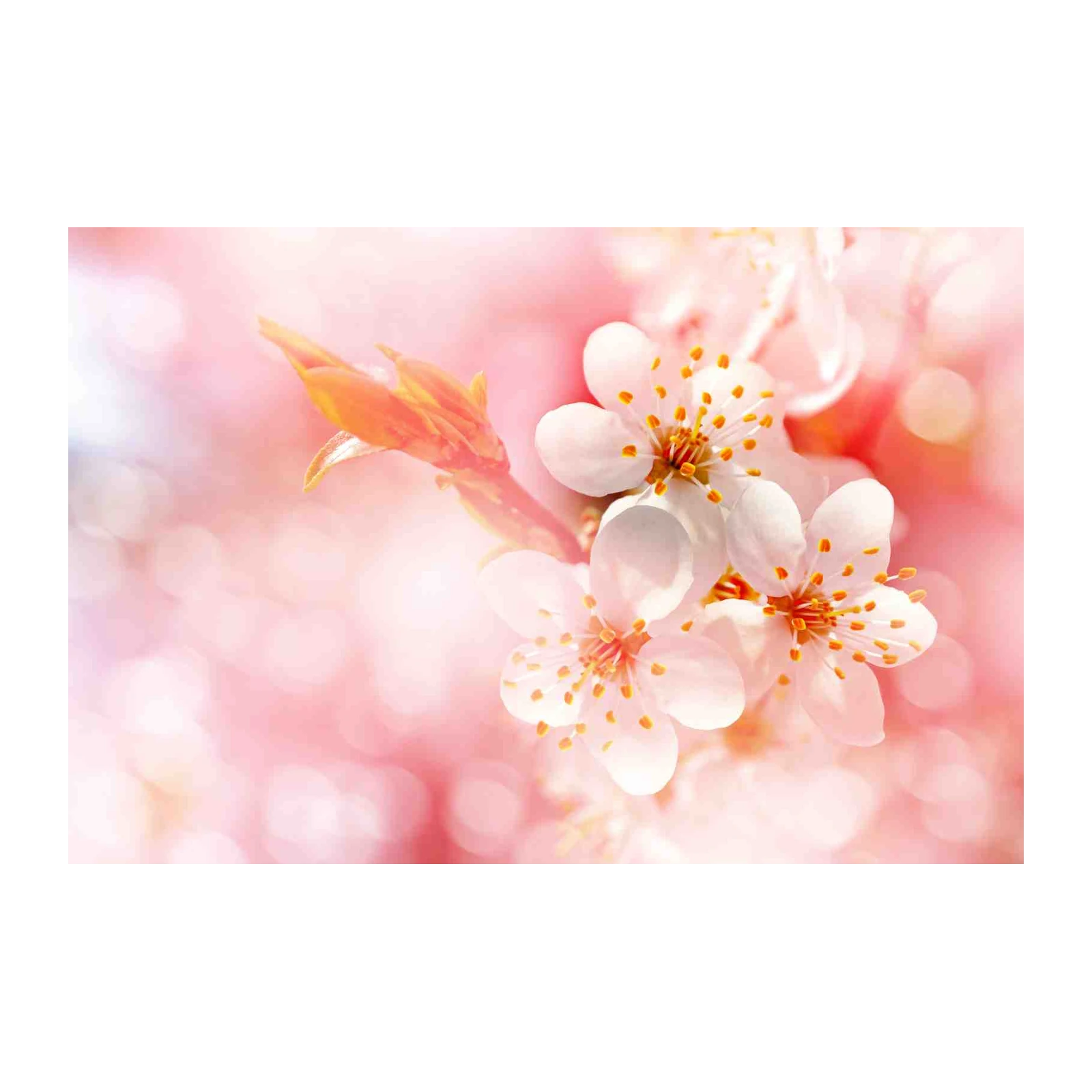 Soft Blossom Cherry Branch Wall Art