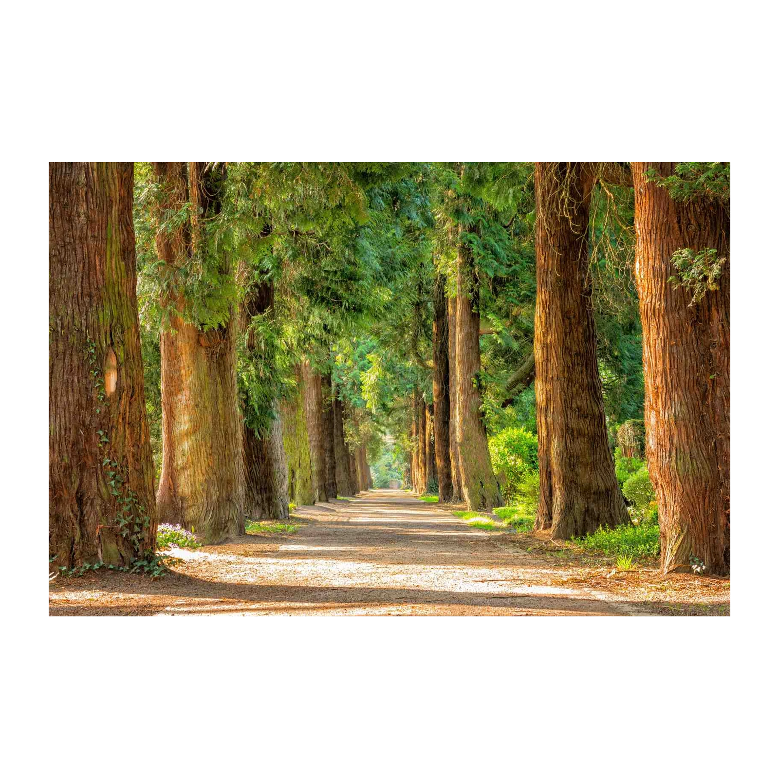 Lush Forest Path Wall Art - Nature Wall Art