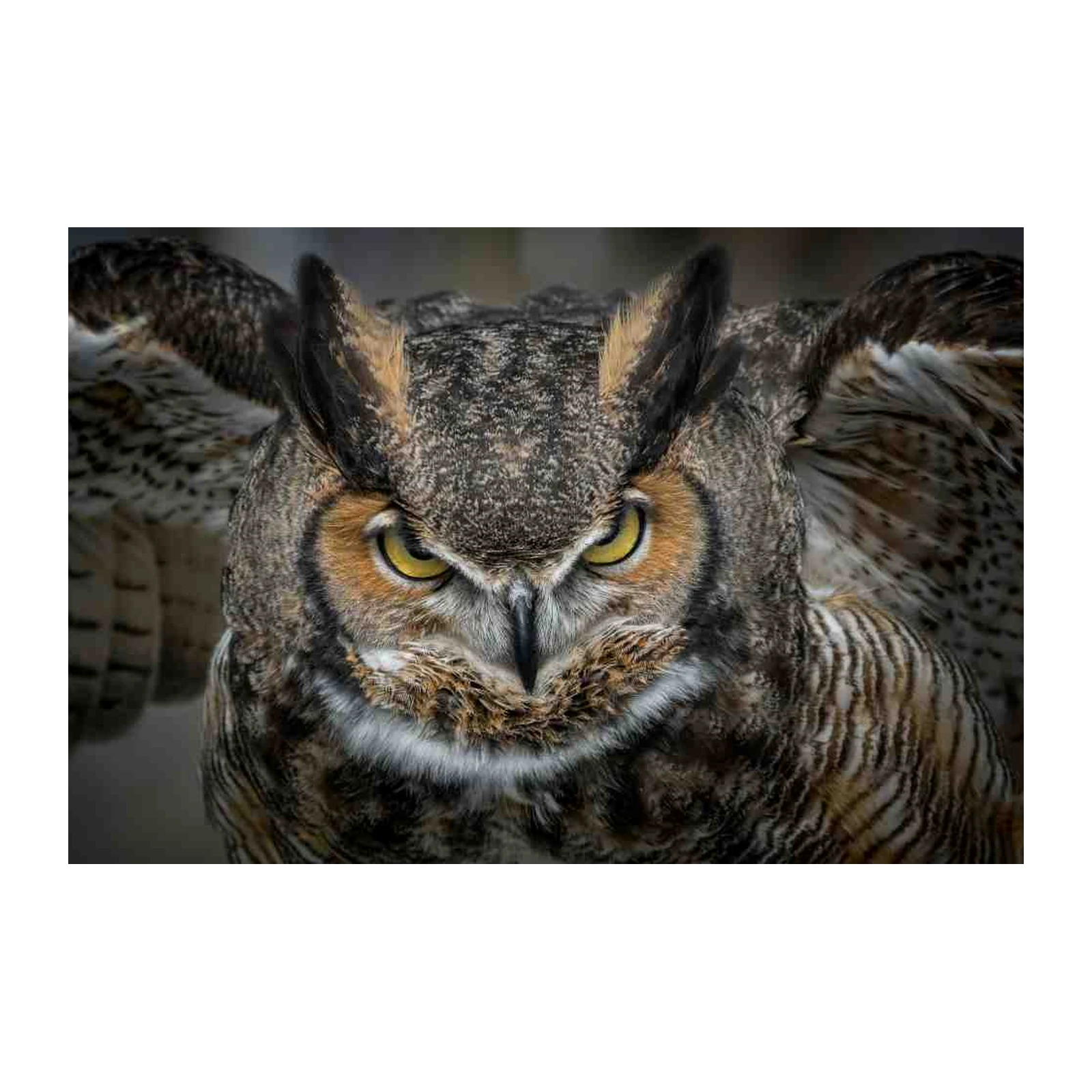 Majestic Owl Wildlife Wall Art