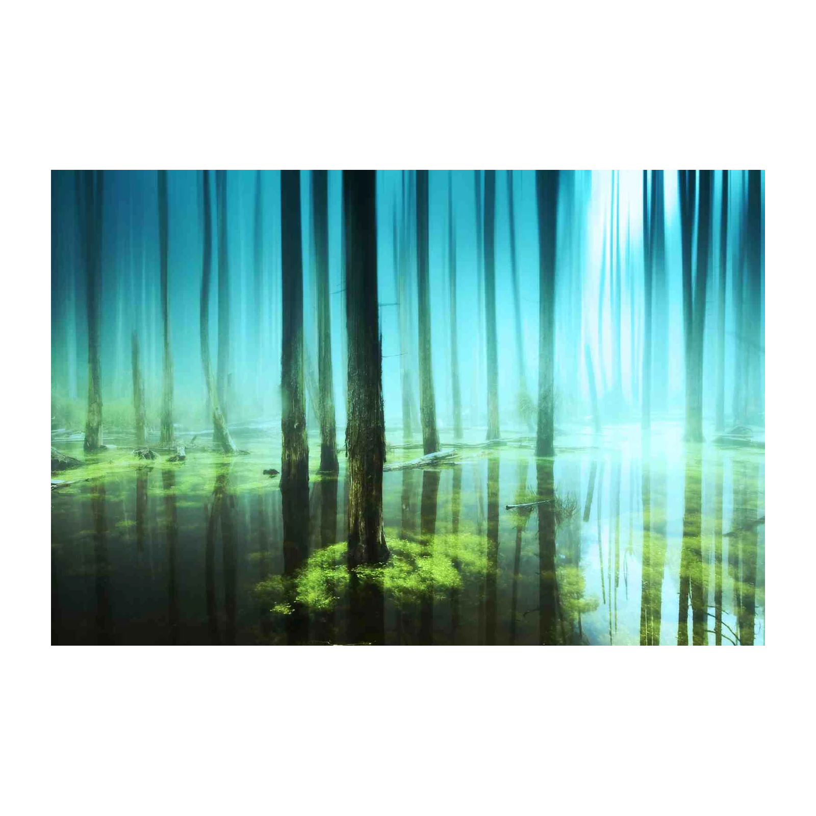 Misty Forest Serenity Wall Art