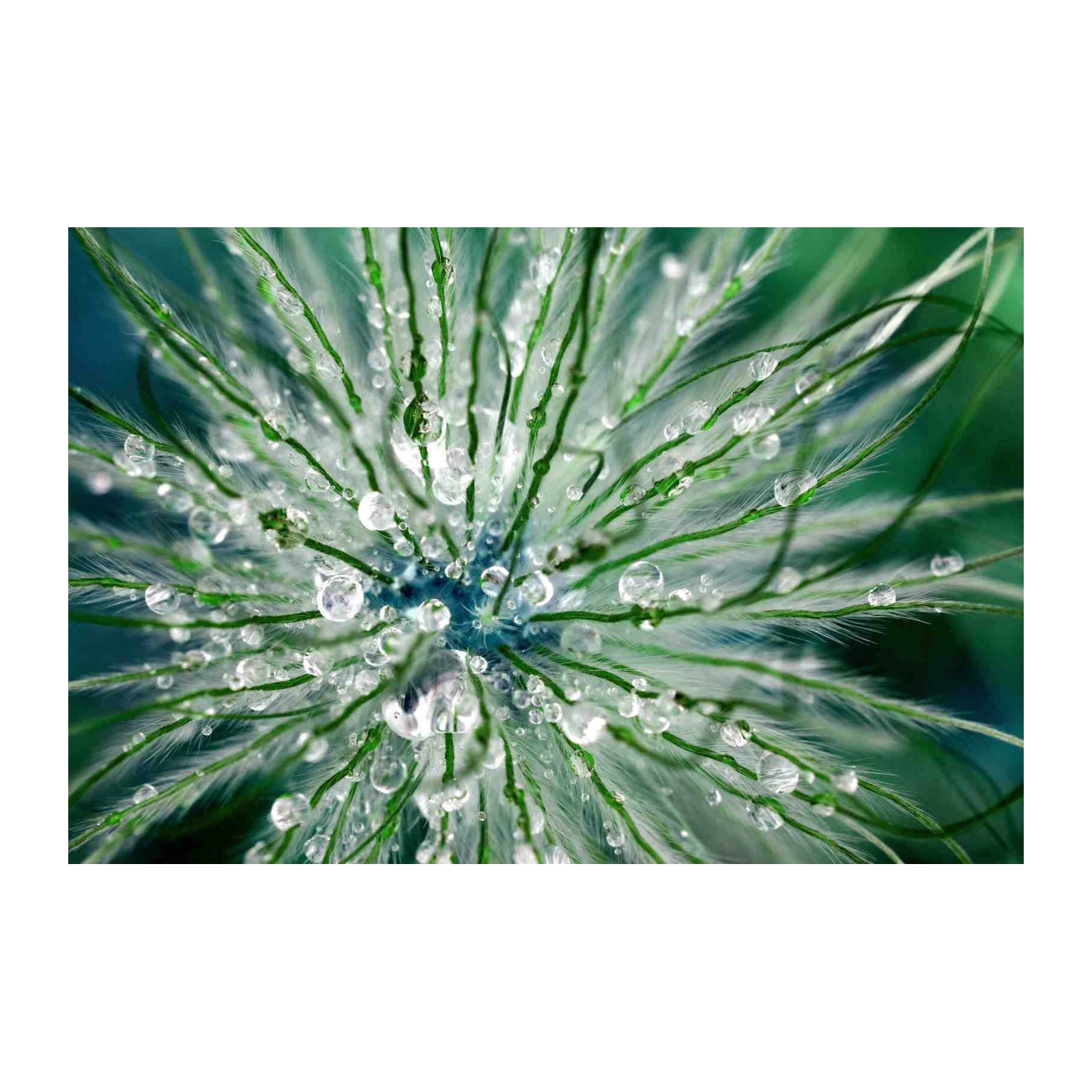 Dewdrop Serenity Macro Photography Wall Art