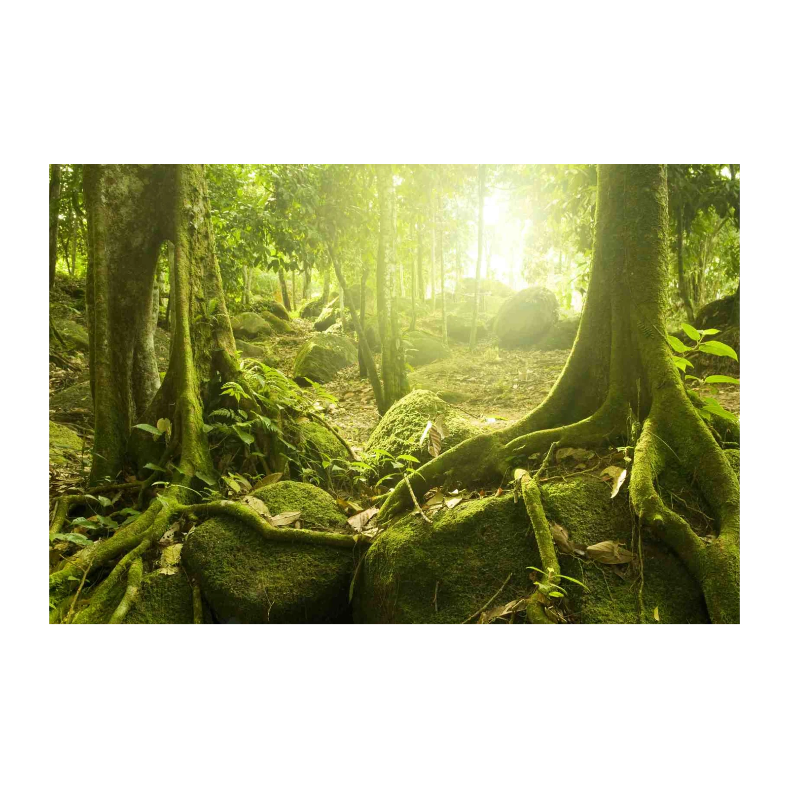 Enchanting Forest Roots Wall Art
