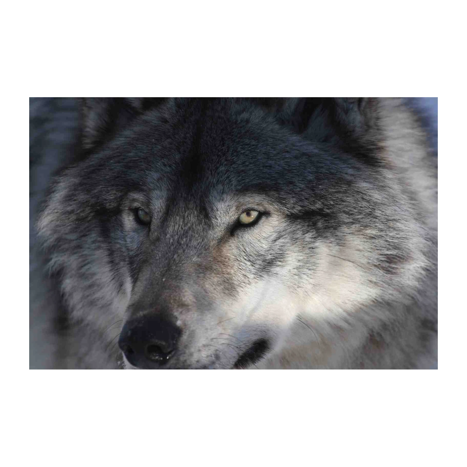 Majestic Wolf Close-Up Wall Art