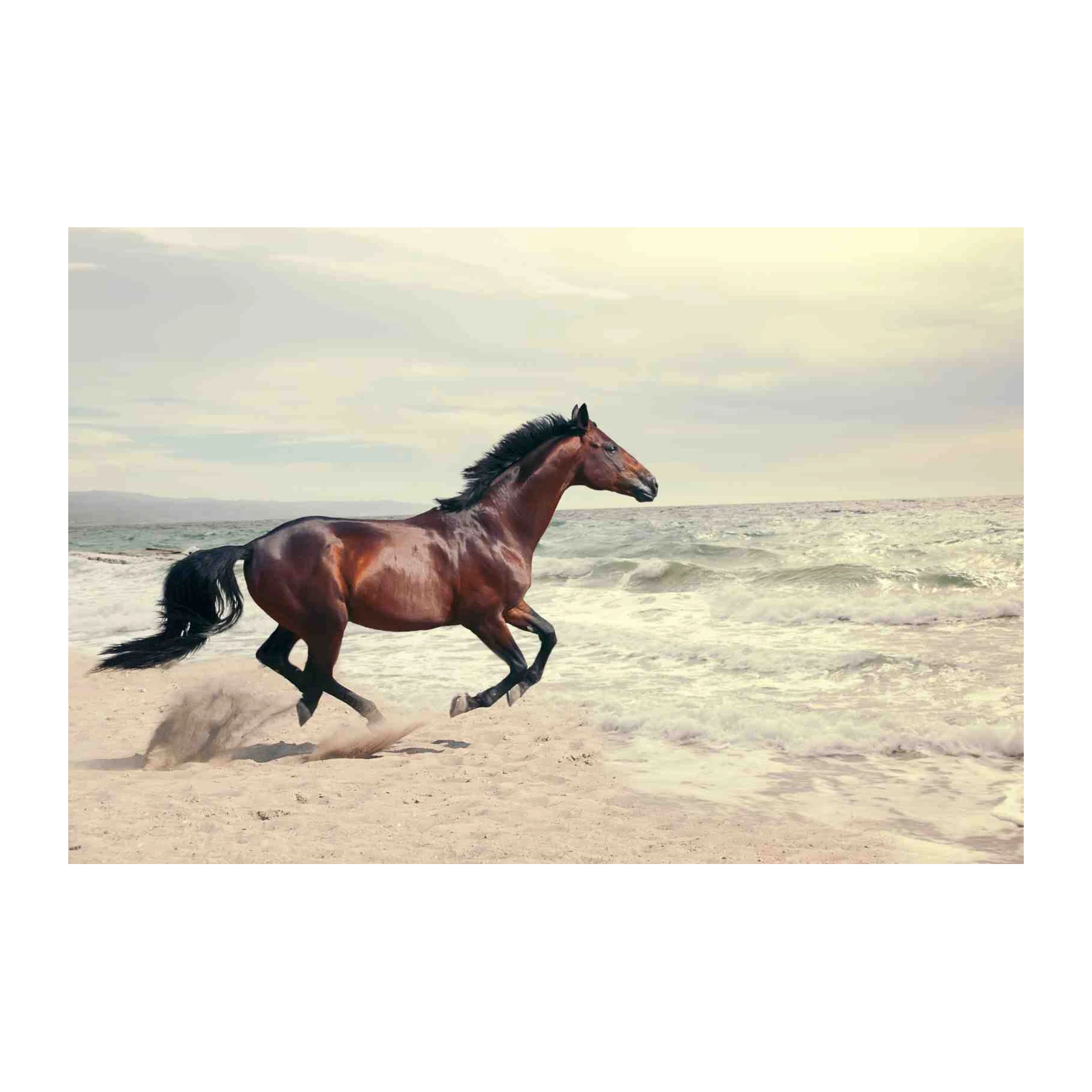 Majestic Horse Gallop Beach Wall Art