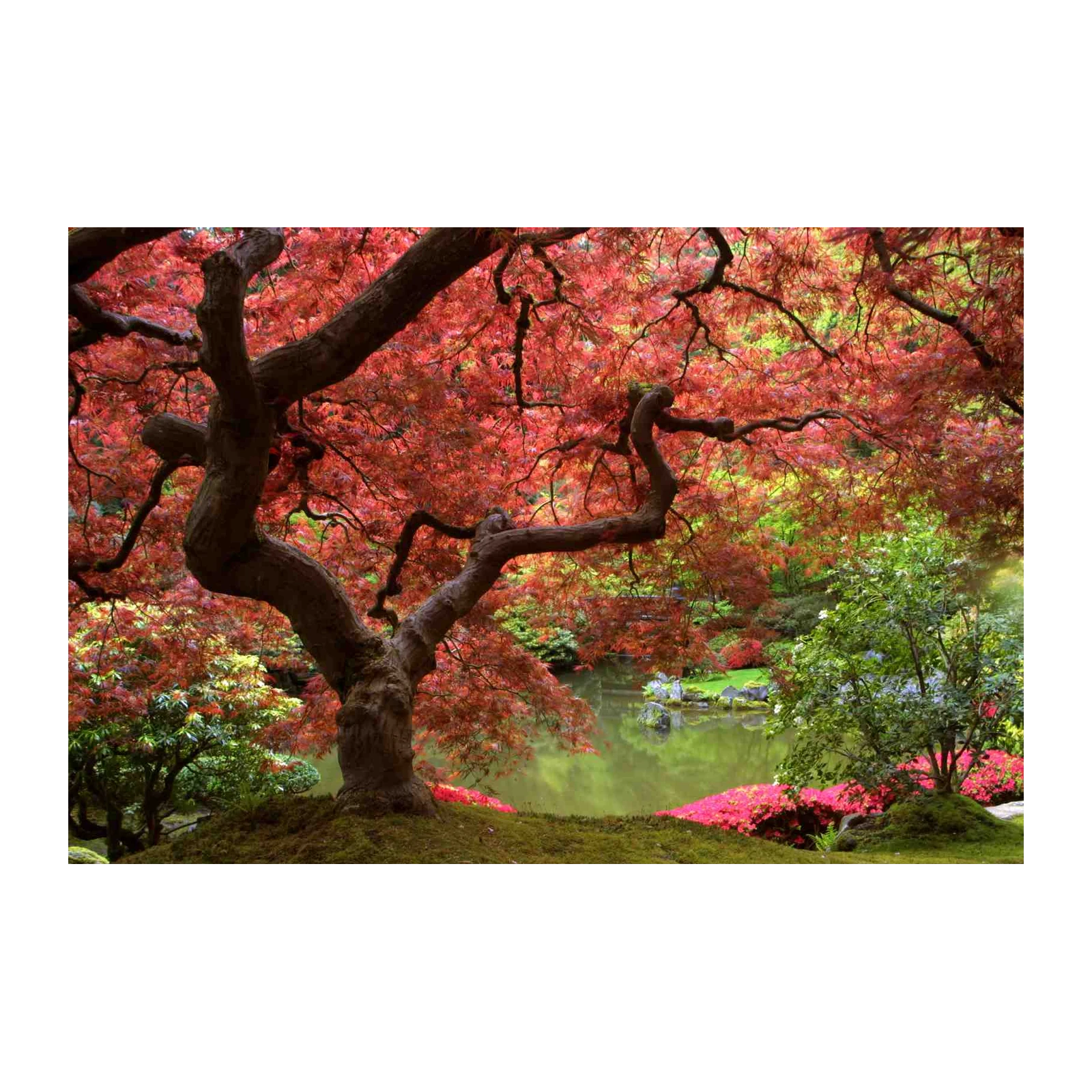 Vibrant Japanese Maple Garden Wall Art