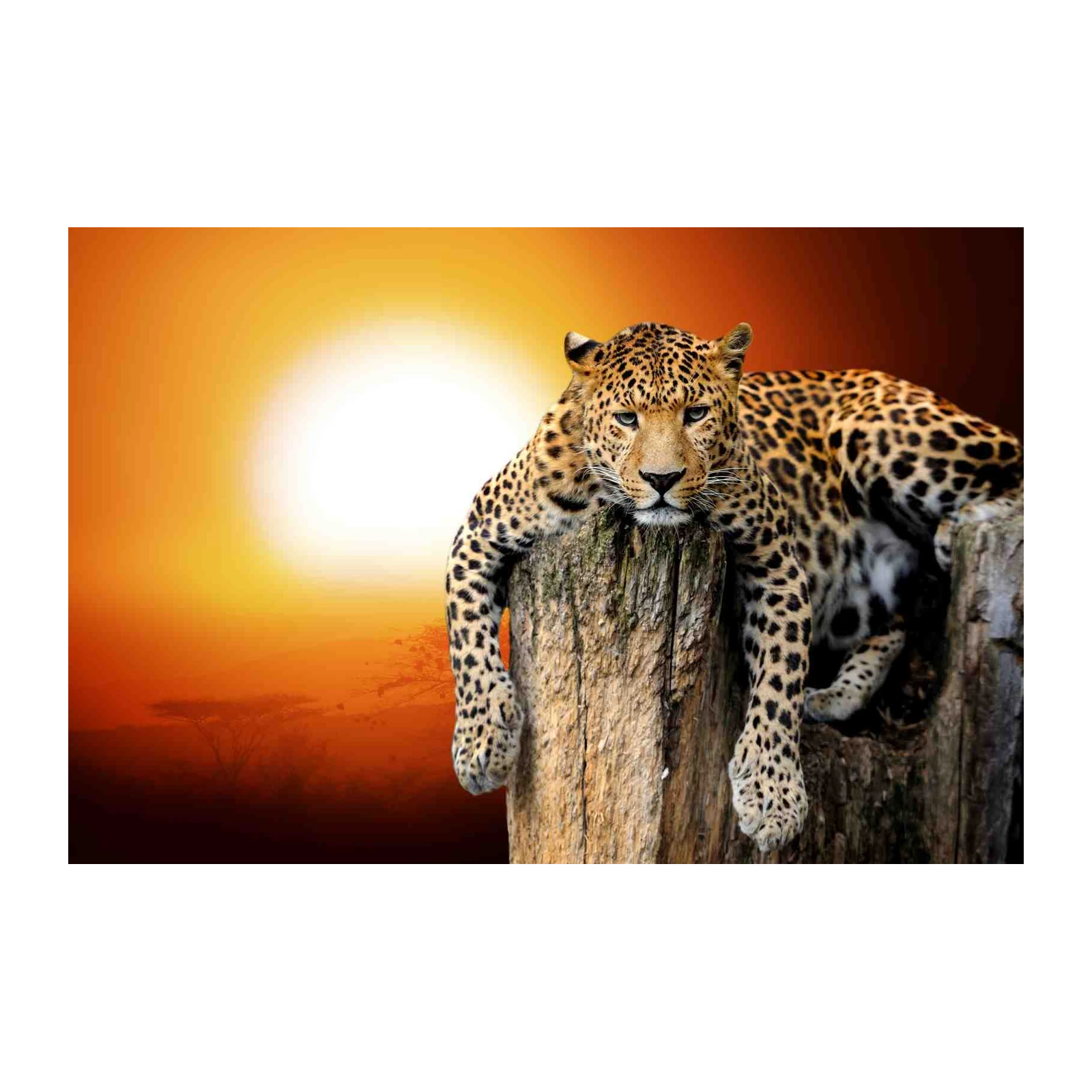 Majestic Leopard Sunset Wildlife Wall Art
