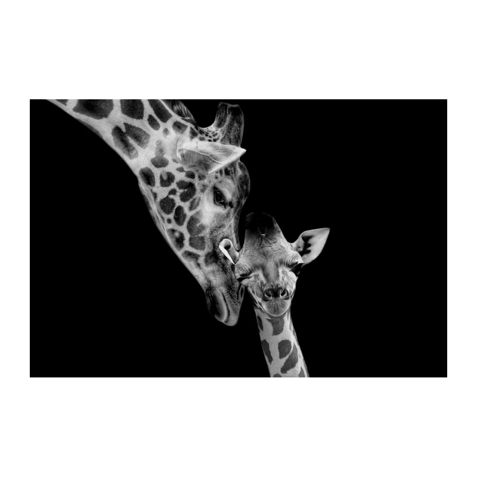 Adorable Giraffe Mother & Baby Black & White Wall Art