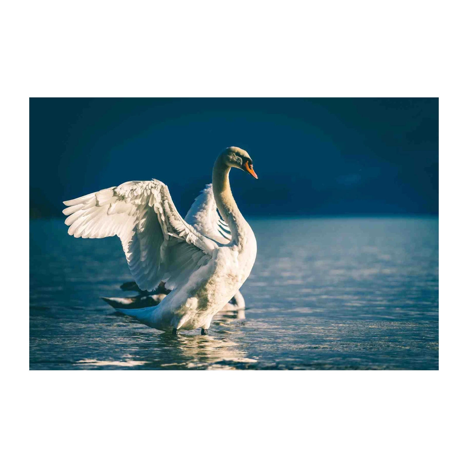 Majestic Swan Wing Spread Wall Art