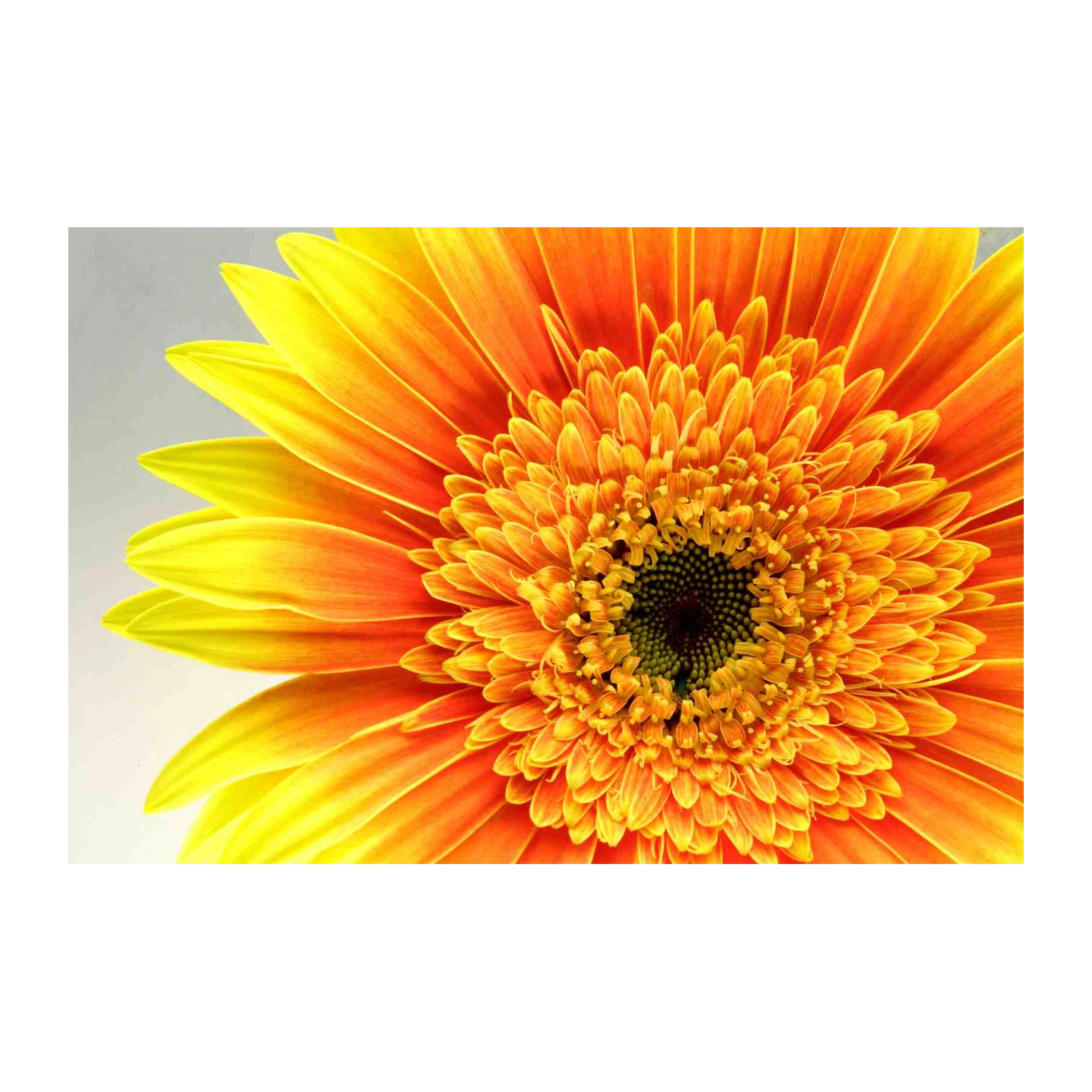 Vibrant Gerbera Daisy Floral Wall Art