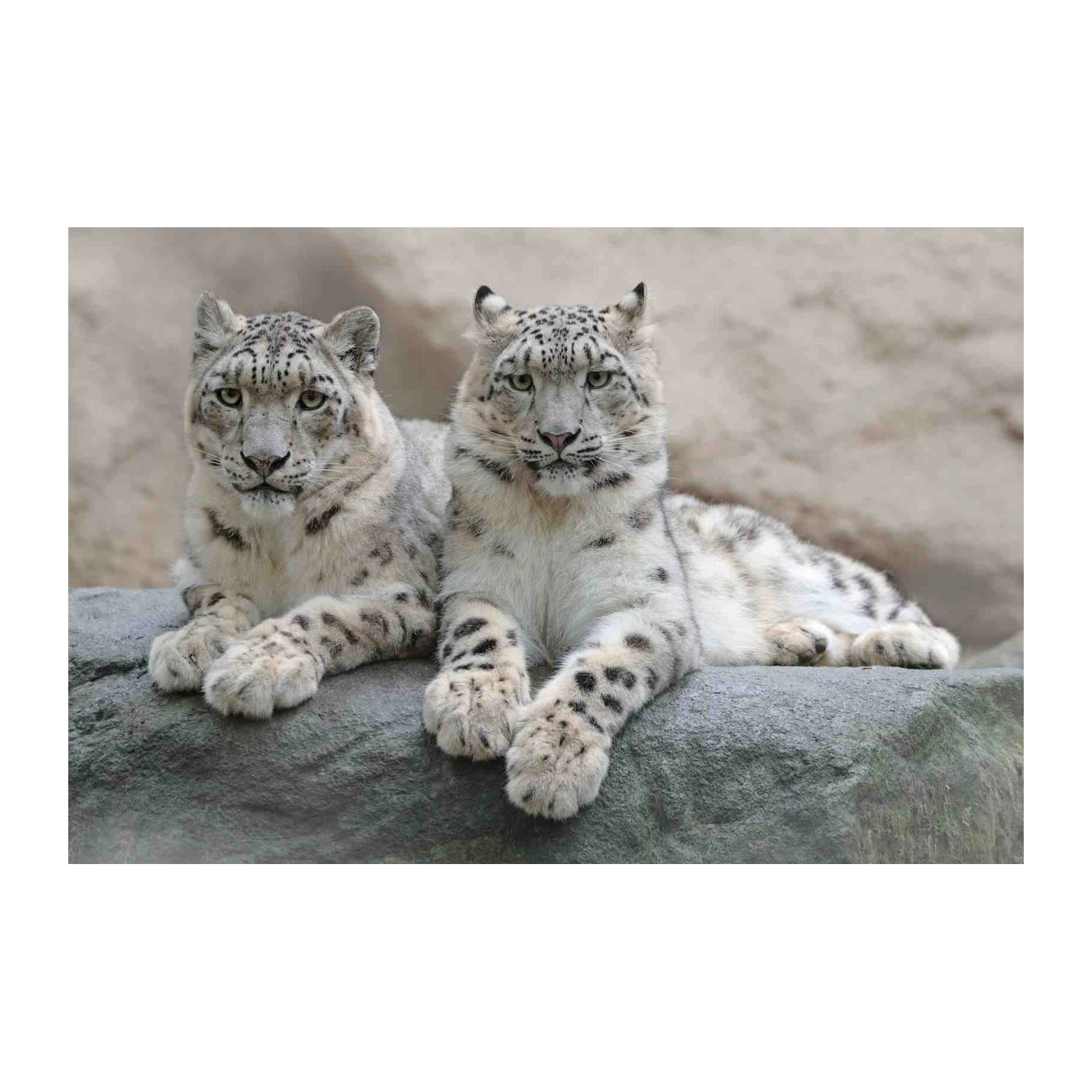 Majestic Snow Leopard Pair Wall Art