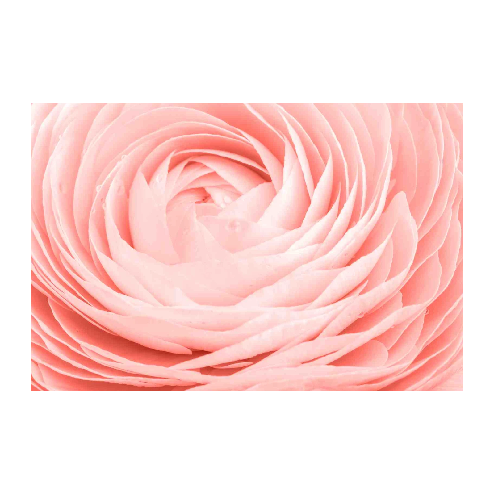 Soft Pink Ranunculus Floral Wall Art