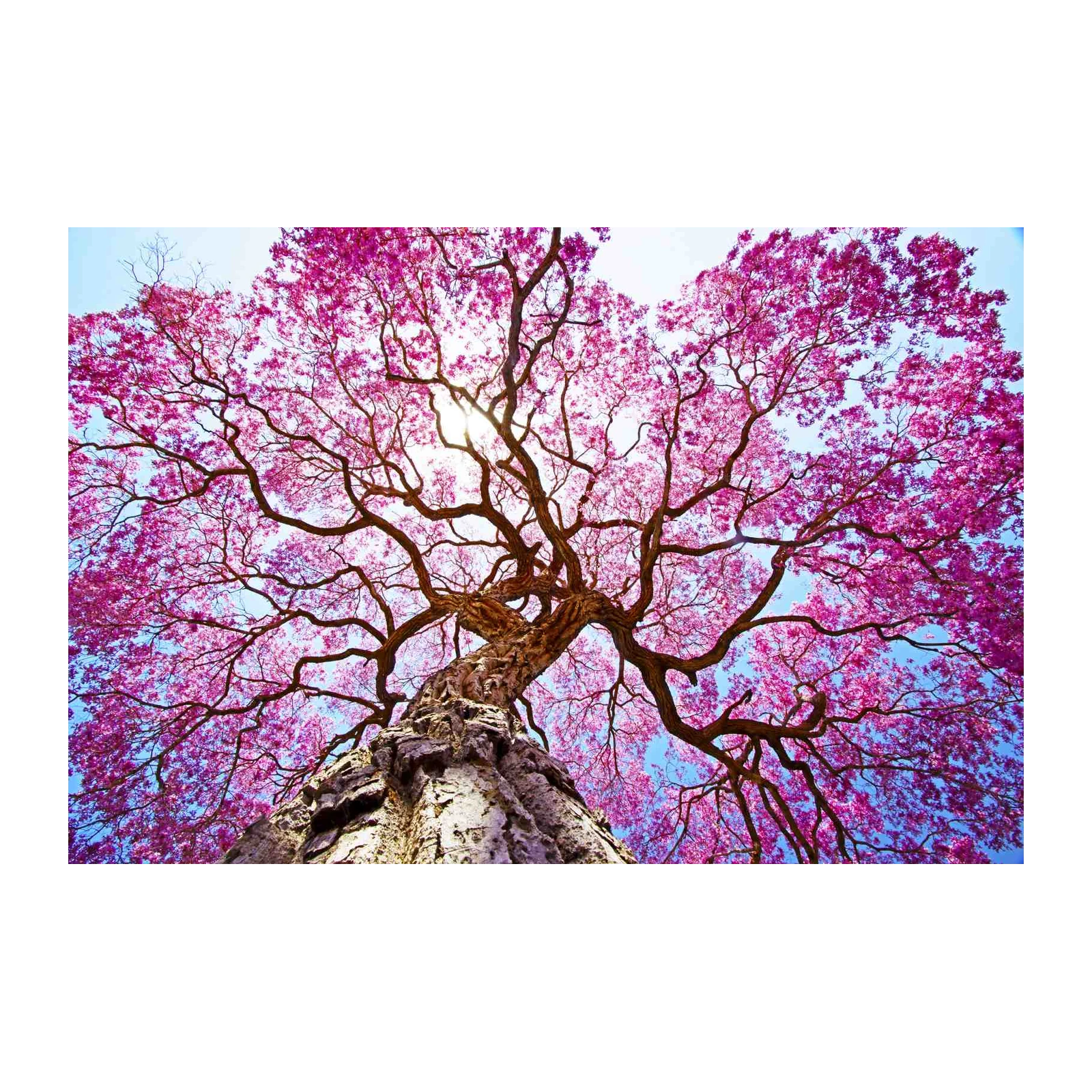 Stunning Pink Cherry Blossom Tree Wall Art