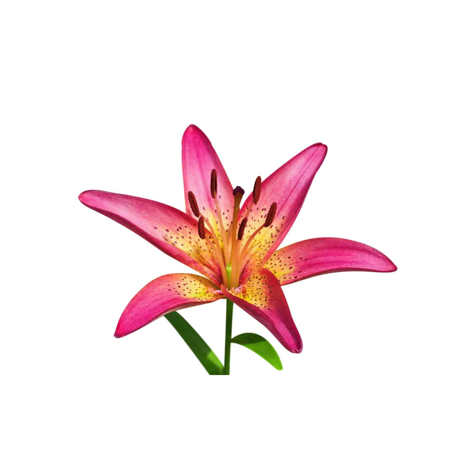 Vibrant Pink Lily Bloom Wall Art